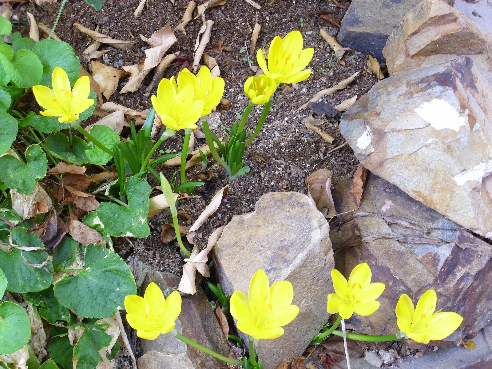 Autumn Daffodil (Sternbergia lutea) — Flourishing in USDA zones 7-9, it thrives in well-drained soil and full sun; each bulb produces one or two flowers