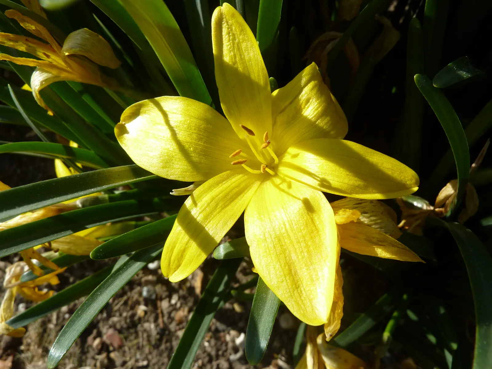 Autumn Daffodil (Sternbergia lutea) — Its drought tolerance and deer resistance make it an excellent choice for low-maintenance landscapes