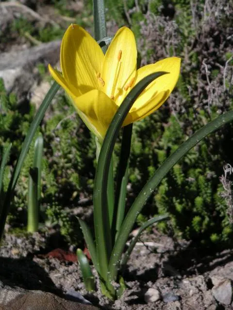 Autumn Daffodil (Sternbergia lutea) — Sternbergia lutea, commonly known as Autumn Daffodil, heralds fall with vibrant yellow, crocus-like blooms, image 51
