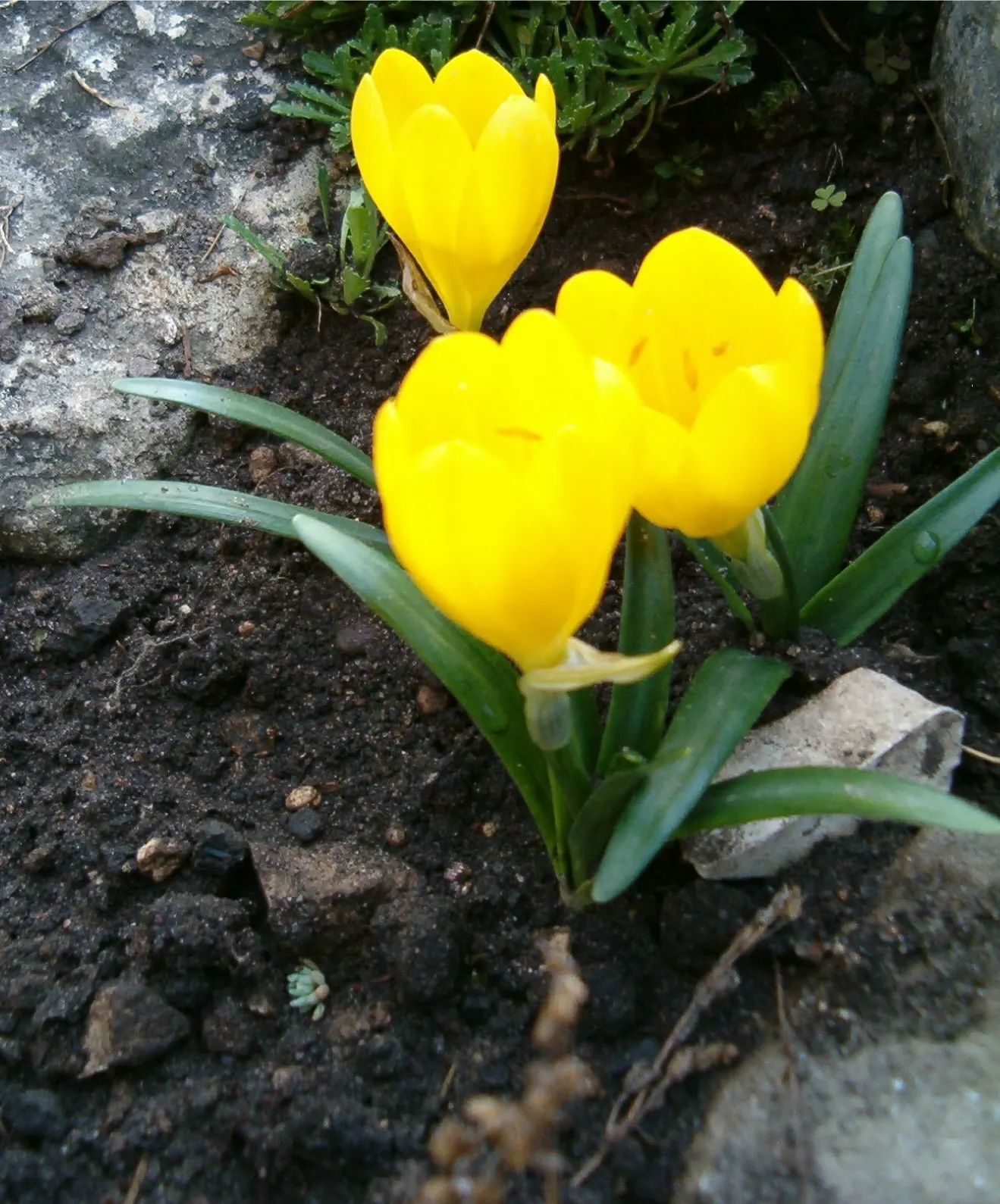 Autumn Daffodil (Sternbergia lutea) — Sternbergia lutea is drought-tolerant once established