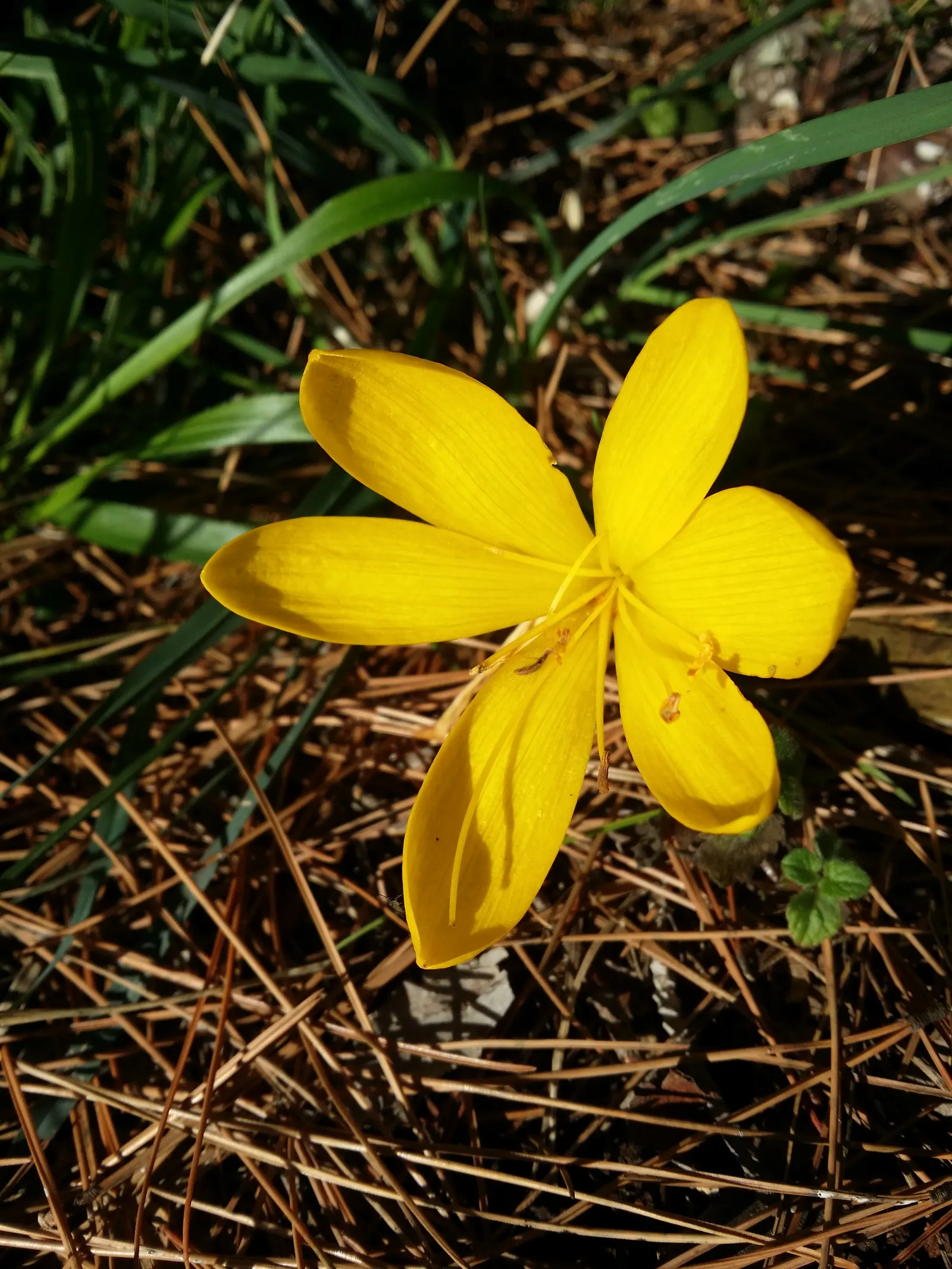 Autumn Daffodil (Sternbergia lutea) — Sternbergia lutea, commonly known as Autumn Daffodil, heralds fall with vibrant yellow, crocus-like blooms; its drought