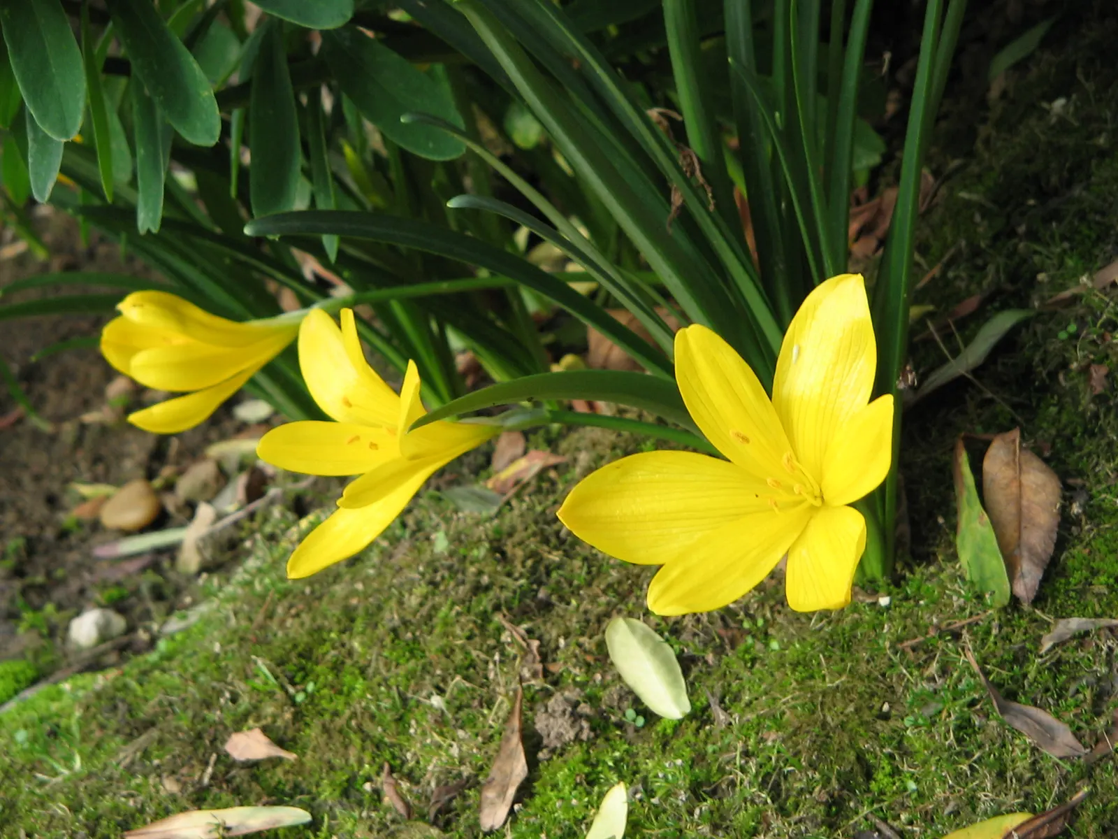 Autumn Daffodil (Sternbergia lutea) — that resemble miniature suns at ground level, image 38