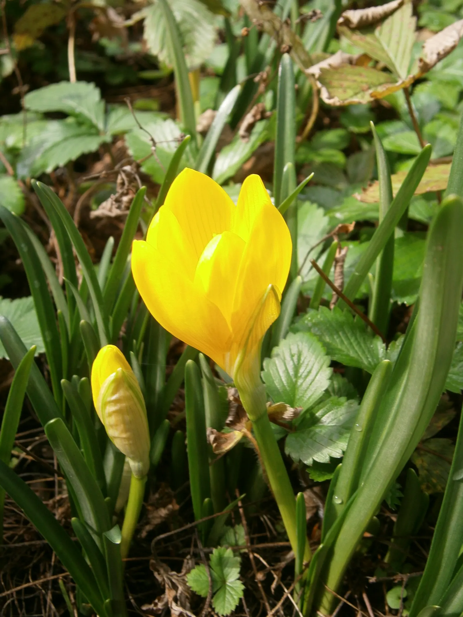 Autumn Daffodil (Sternbergia lutea) — scientifically known as Sternbergia lutea; the flower's corona measures about 1 to 1.5 inches across, image 56