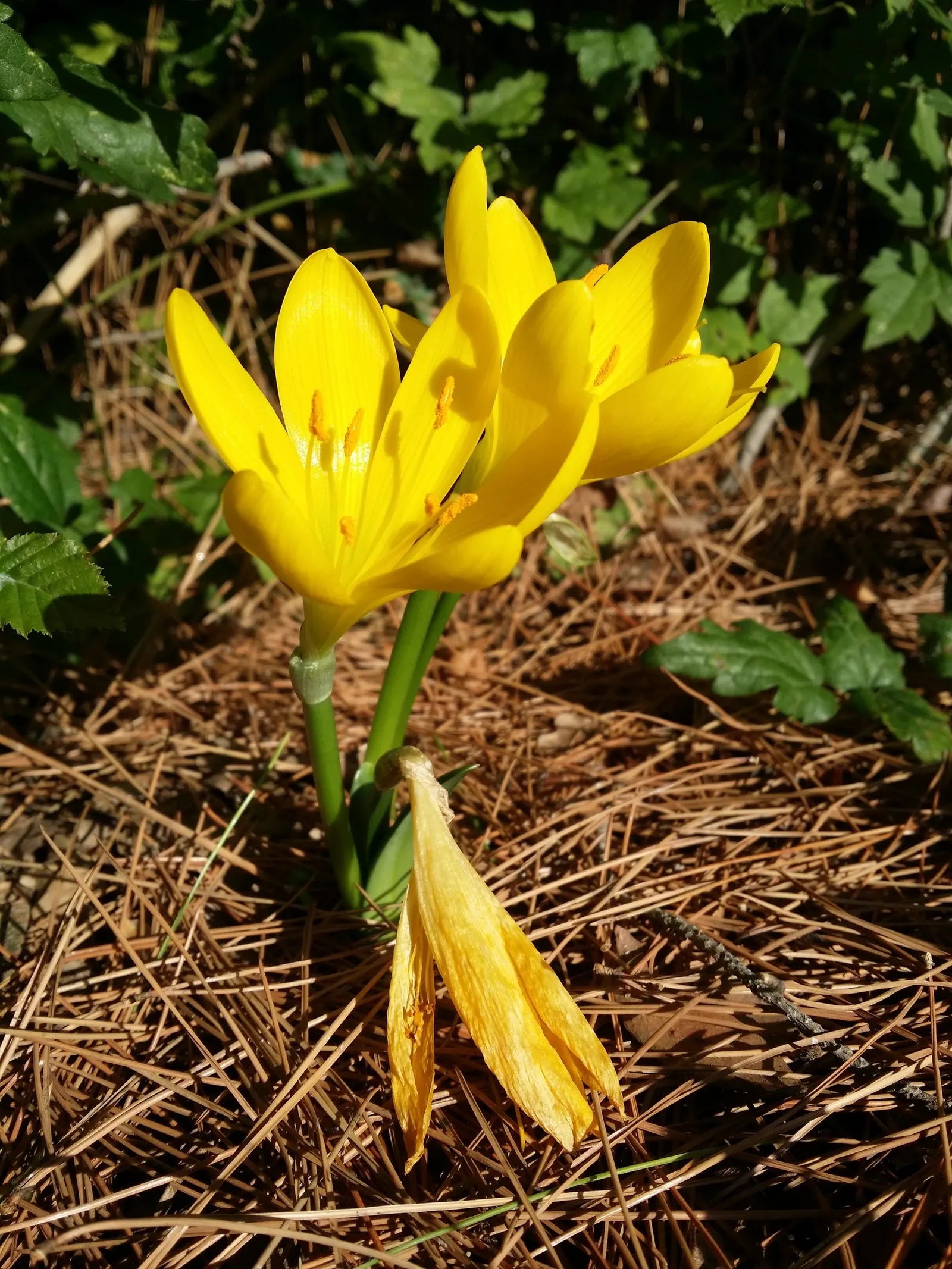 Autumn Daffodil (Sternbergia lutea) — Reaching up to 6 inches in height, this perennial requires minimal care