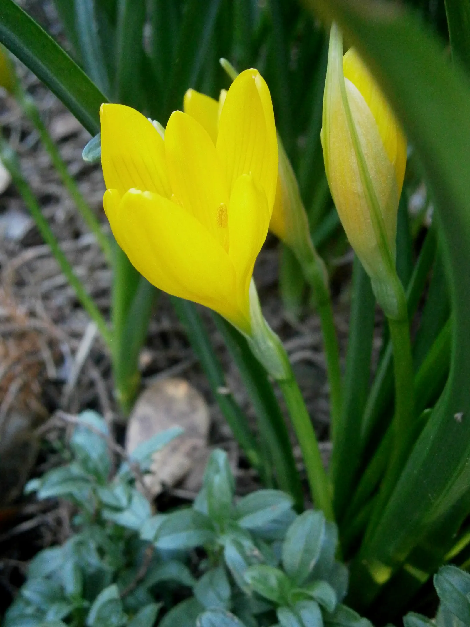 Autumn Daffodil (Sternbergia lutea) — Plant in clusters for a striking autumn display; hailing from the Mediterranean to Southwest Asia