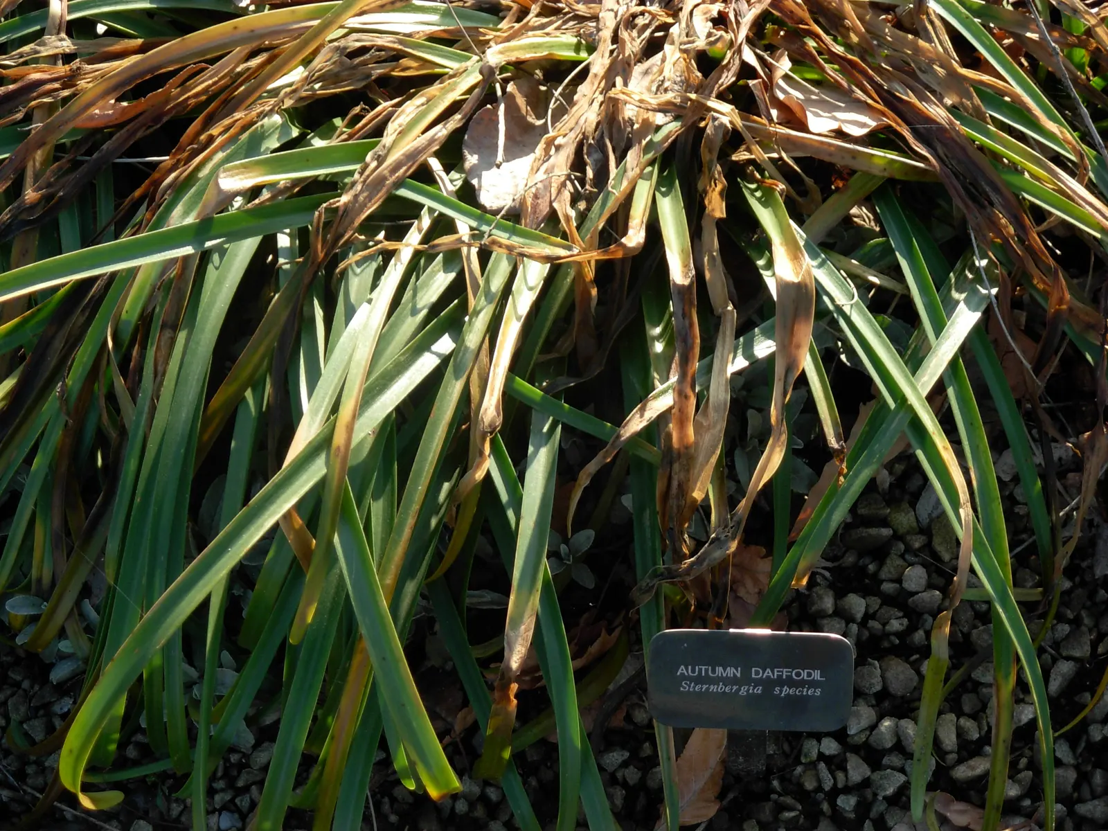 Autumn Daffodil (Sternbergia lutea) — bulb with yellow blooms; encapsulating its warm hues.<br><br>The foliage of Autumn Daffodil is slender and strap-shaped