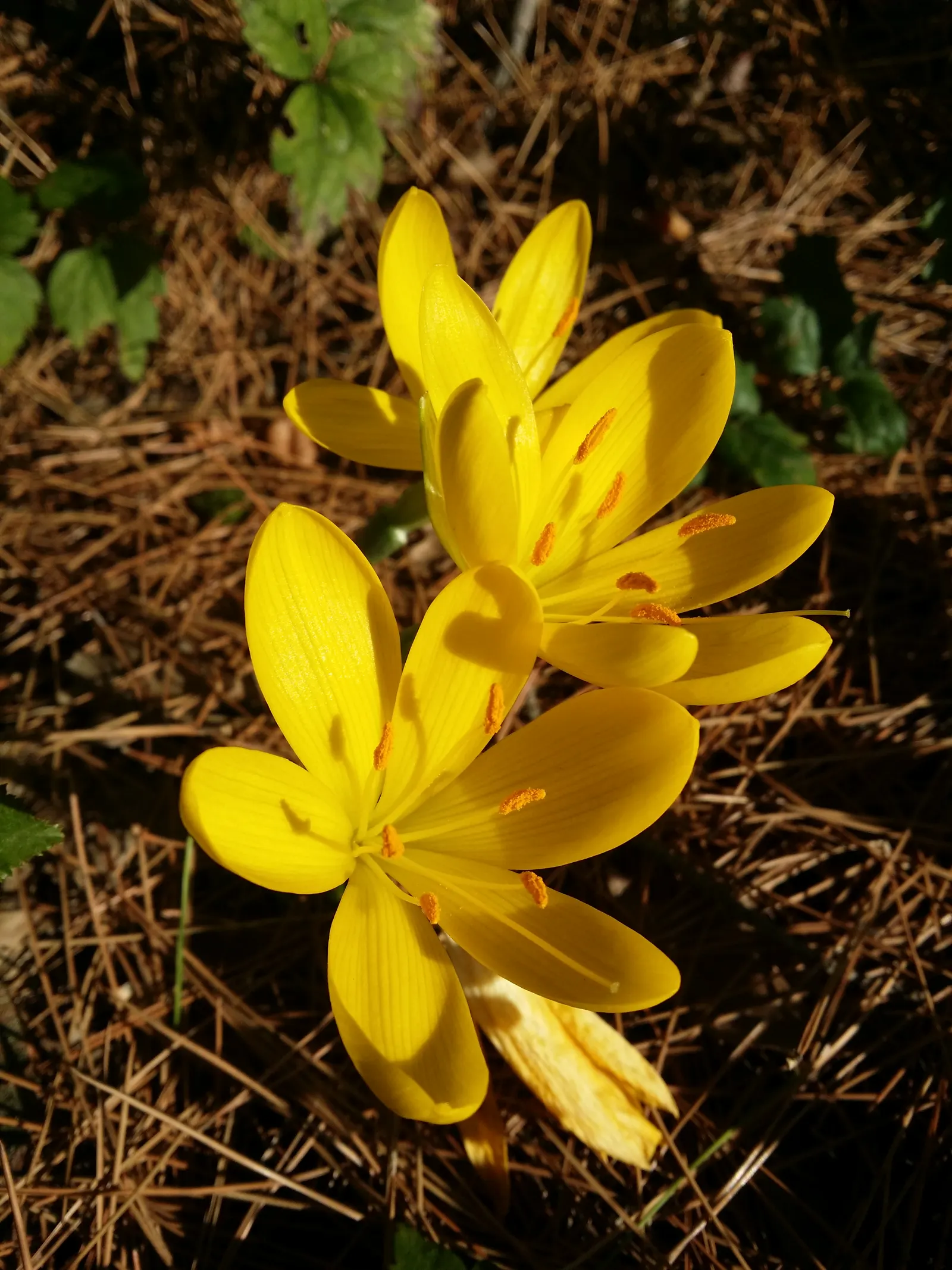 Autumn Daffodil (Sternbergia lutea) — Sternbergia lutea is drought-tolerant once established; yellow flowers in the garden