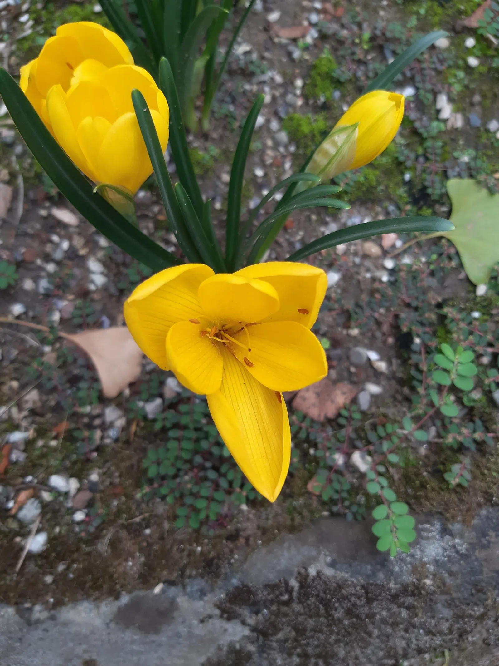 Autumn Daffodil (Sternbergia lutea) — Each bulb produces one or two flowers; bulb with yellow blooms, image 61