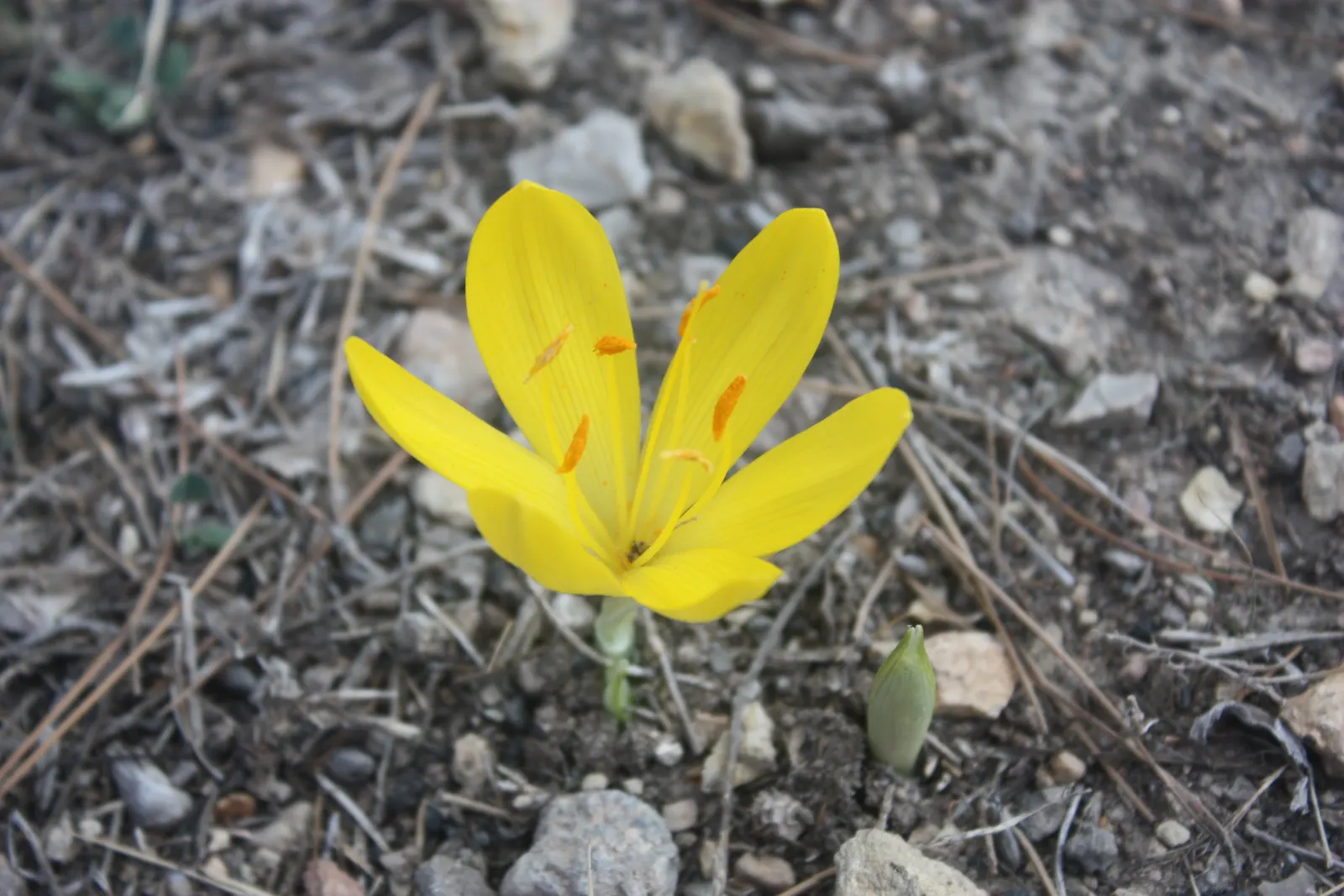 Autumn Daffodil (Sternbergia lutea) — this hardy plant is a member of the Amaryllidaceae family; reaching up to 6 inches in height, this perennial, image 58