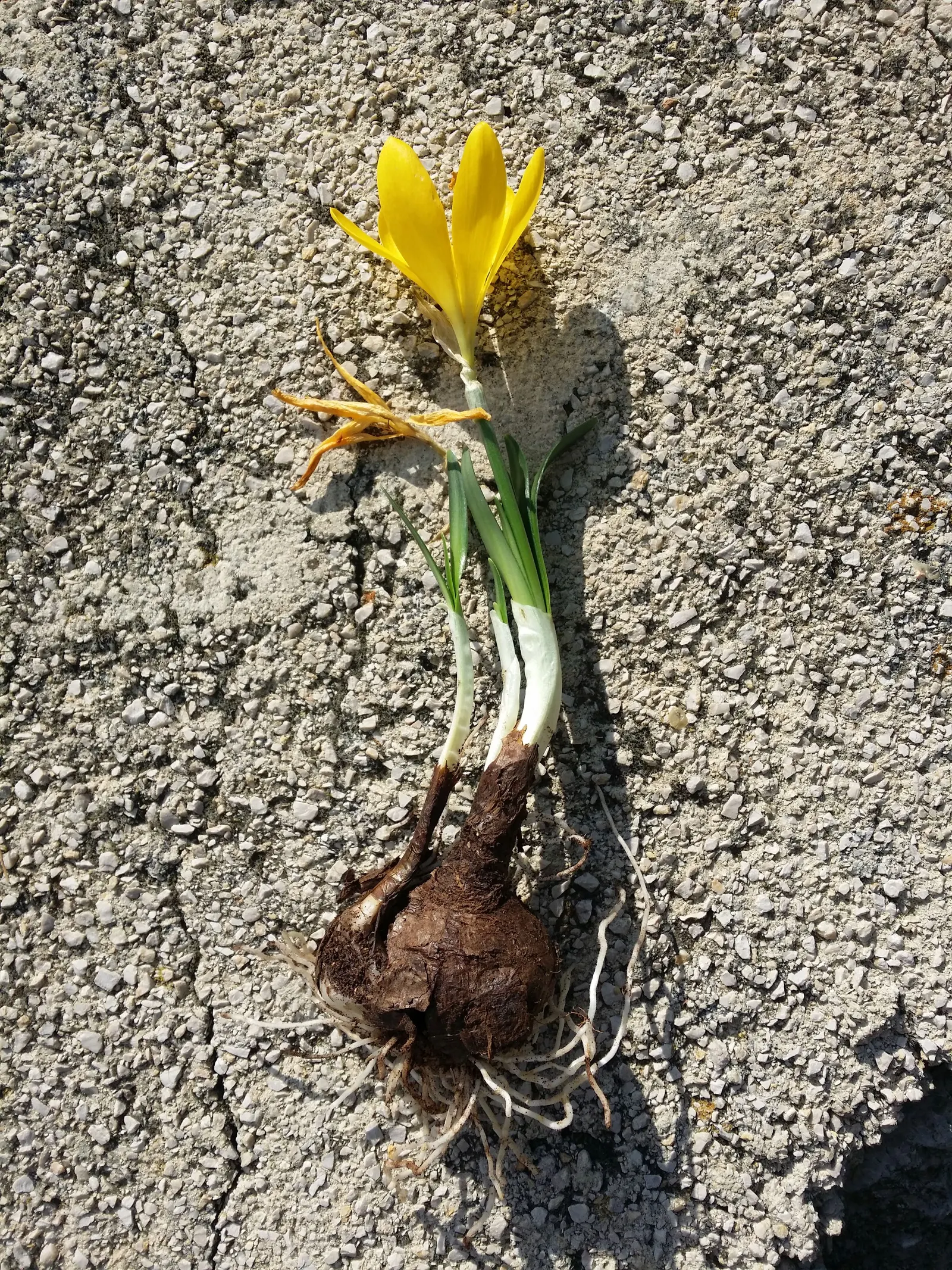 Autumn Daffodil (Sternbergia lutea) — creating bold sweeps of yellow that enliven the autumn garden