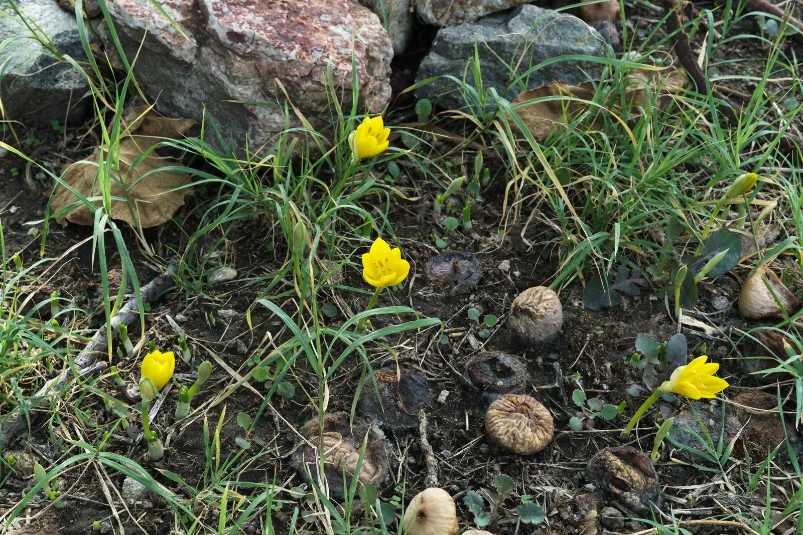 Autumn Daffodil (Sternbergia lutea) — Reaching up to 6 inches in height, this perennial requires minimal care; sternbergia lutea is, image 53