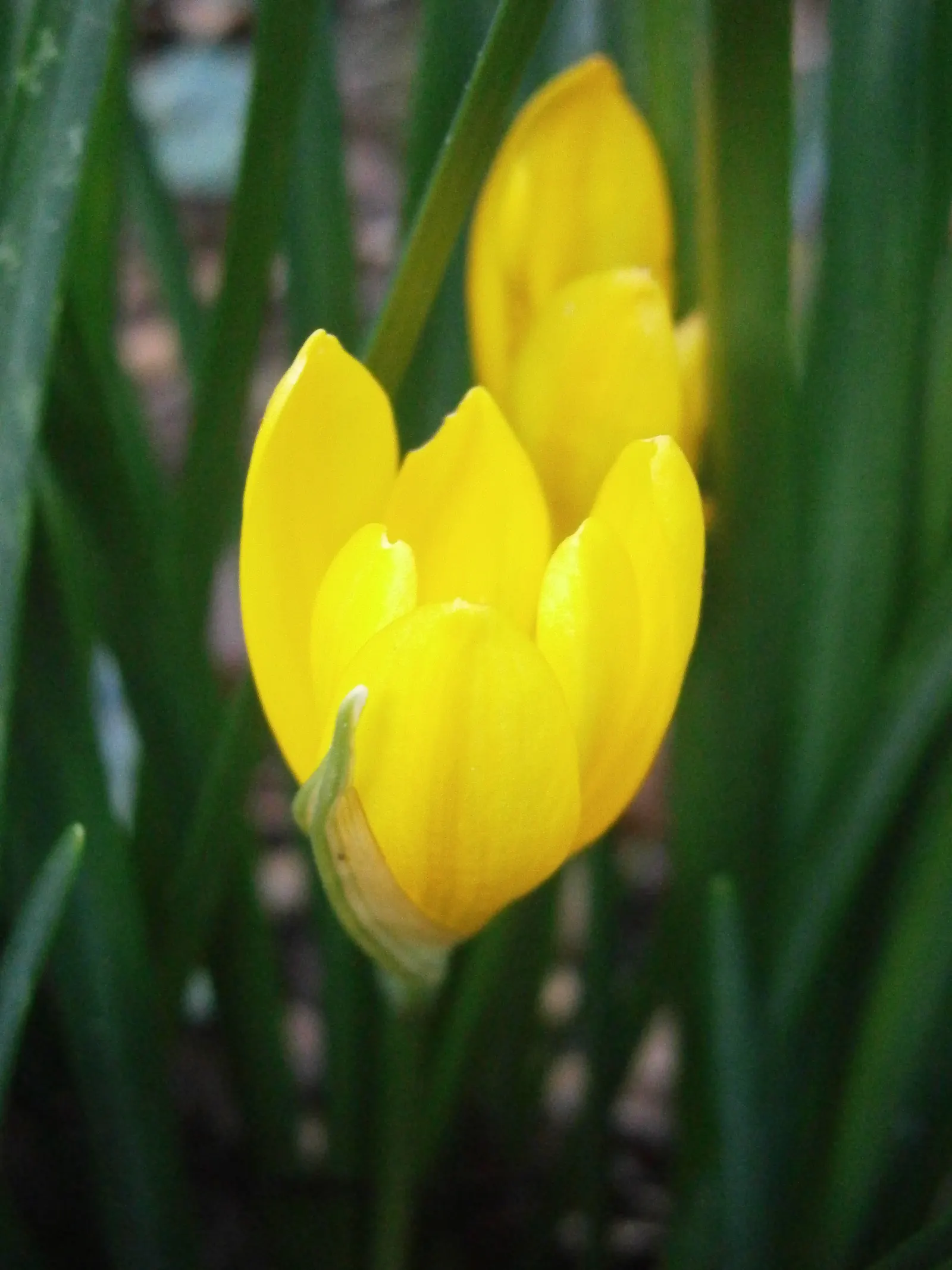 Autumn Daffodil (Sternbergia lutea) — typically from September to November; the leaves grow to about 3 to 4 inches in height and usually appear, image 60