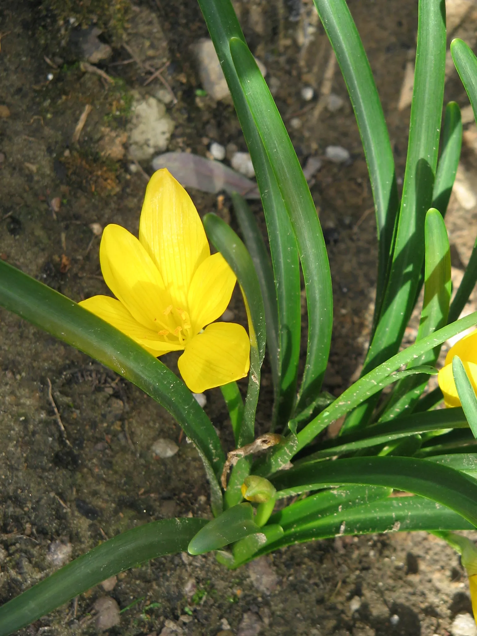 Autumn Daffodil (Sternbergia lutea) — often mistaken for crocus at first glance
