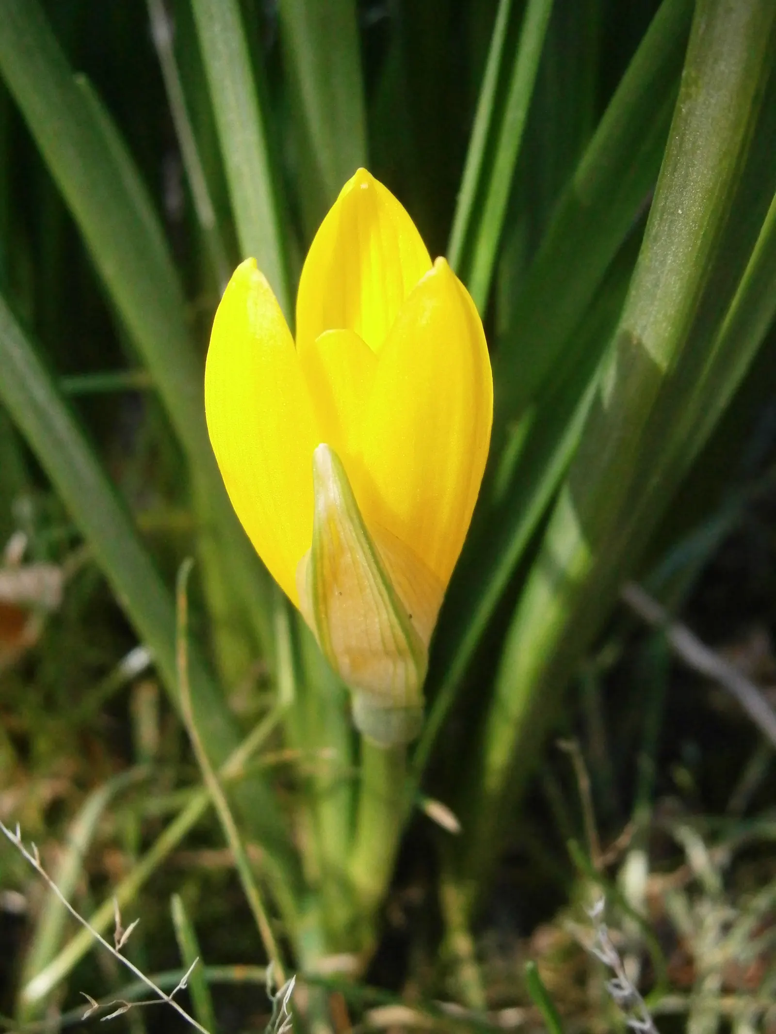 Autumn Daffodil (Sternbergia lutea) — Flourishing in USDA zones 7-9, it thrives in well-drained soil and full sun