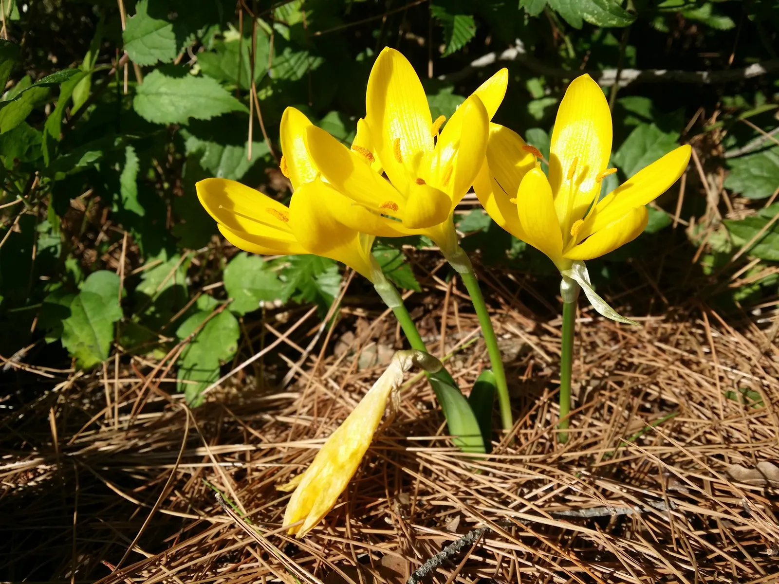 Autumn Daffodil (Sternbergia lutea) — scientifically known as Sternbergia lutea; the flower's corona measures about 1 to 1.5 inches across