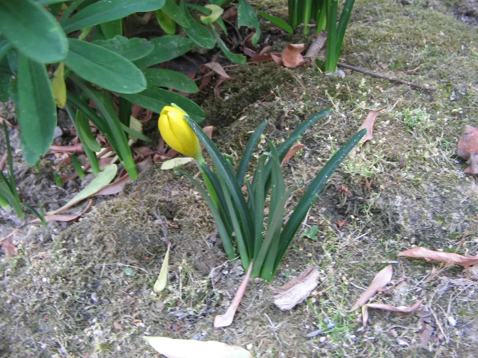 Autumn Daffodil (Sternbergia lutea) — bulb for full or half