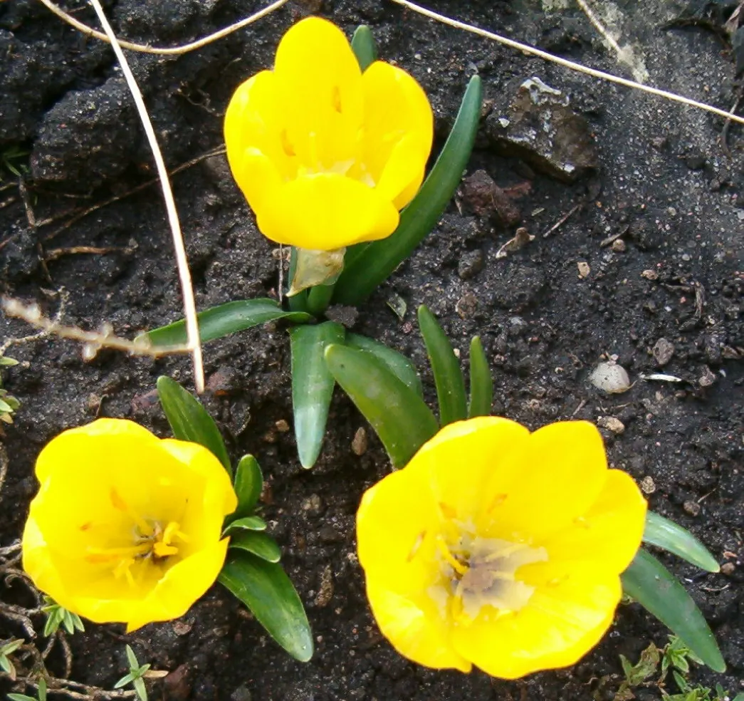 Autumn Daffodil (Sternbergia lutea) — The flower's corona measures about 1 to 1.5 inches across; it's especially effective when planted in clusters or drifts