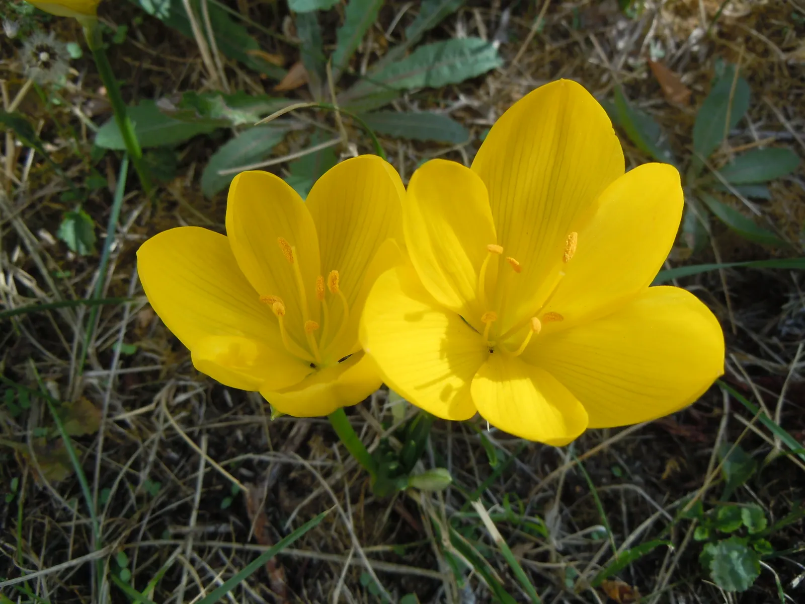 Autumn Daffodil (Sternbergia lutea) — Reaching up to 6 inches in height, this perennial requires minimal care; sternbergia lutea is drought-tolerant once