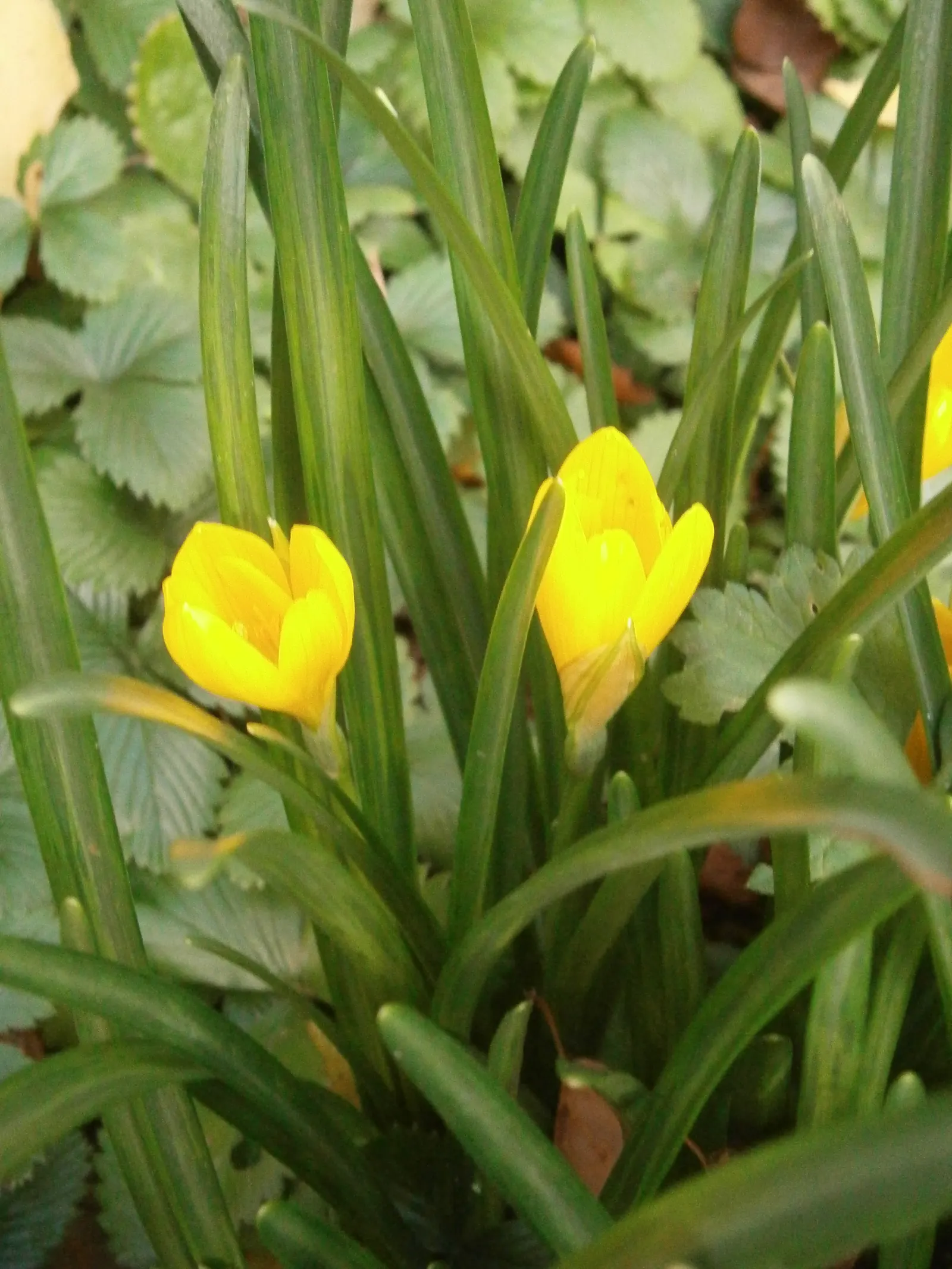 Autumn Daffodil (Sternbergia lutea) — often mistaken for crocus at first glance; closely related to true daffodils and amaryllis.<br><br>Sternbergia lutea is