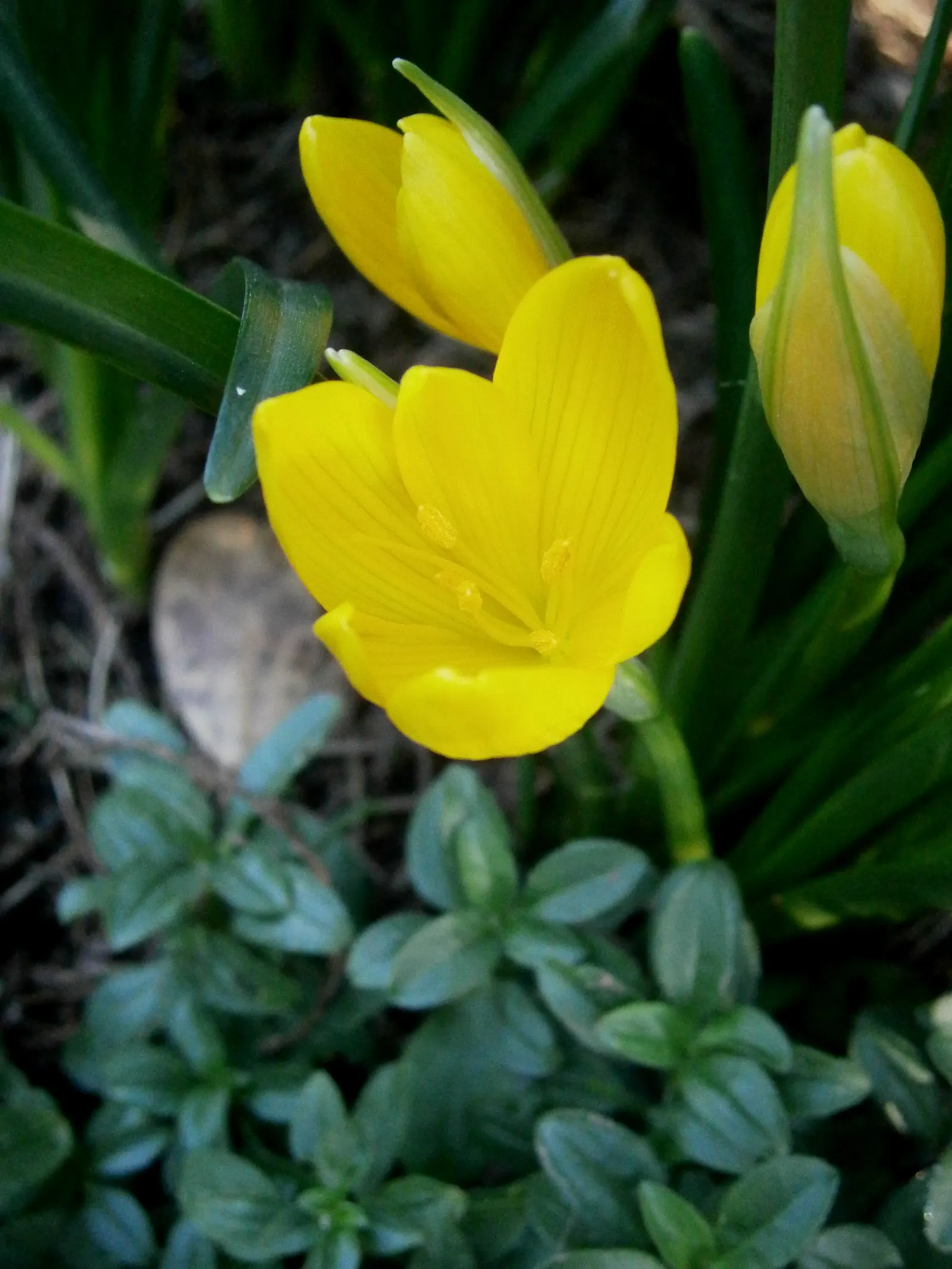 Autumn Daffodil (Sternbergia lutea) — The flower's corona measures about 1 to 1.5 inches across; it's especially effective when planted in clusters, image 64