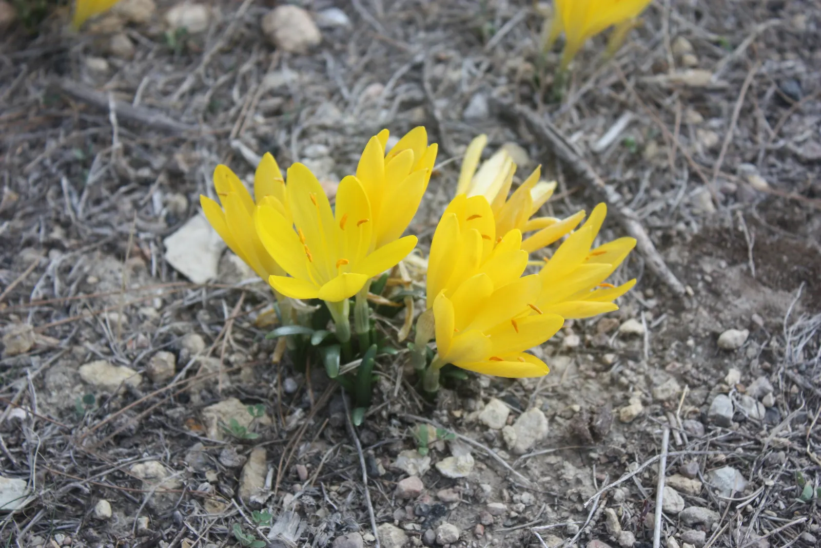 Autumn Daffodil (Sternbergia lutea) — Hailing from the Mediterranean to Southwest Asia; creating bold sweeps of yellow that enliven the autumn, image 57
