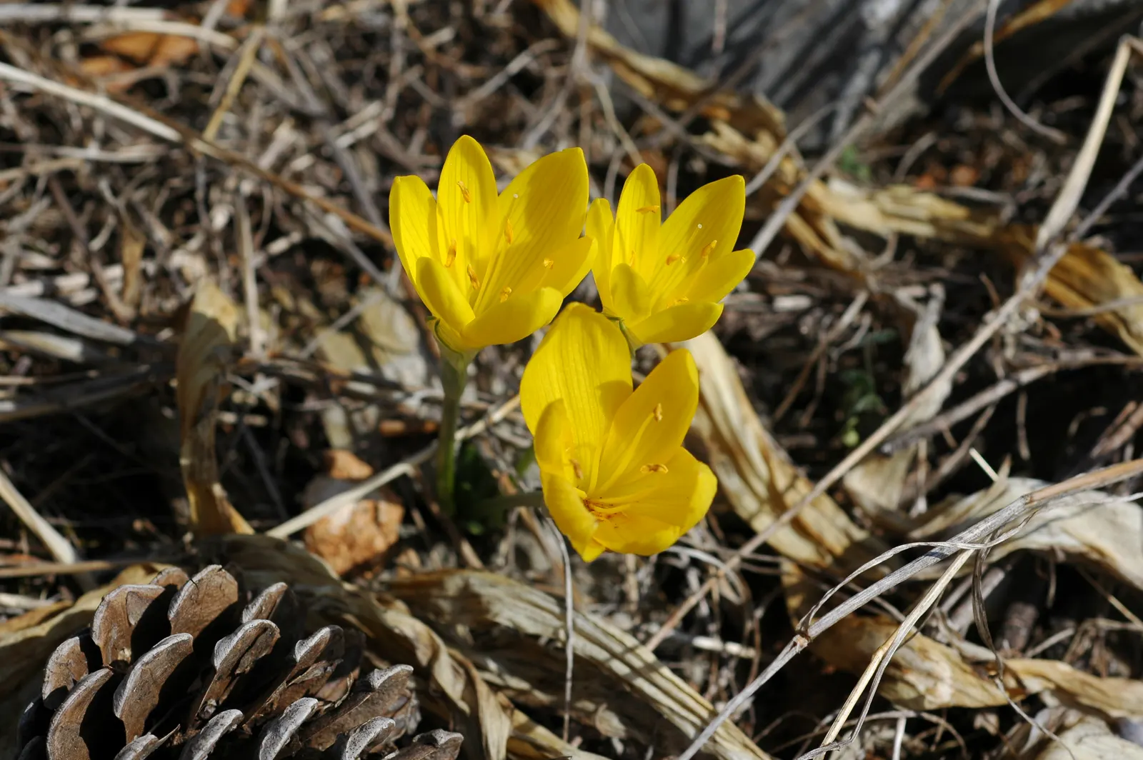 Autumn Daffodil (Sternbergia lutea) — encapsulating its warm hues.<br><br>The foliage of Autumn Daffodil is slender and strap-shaped