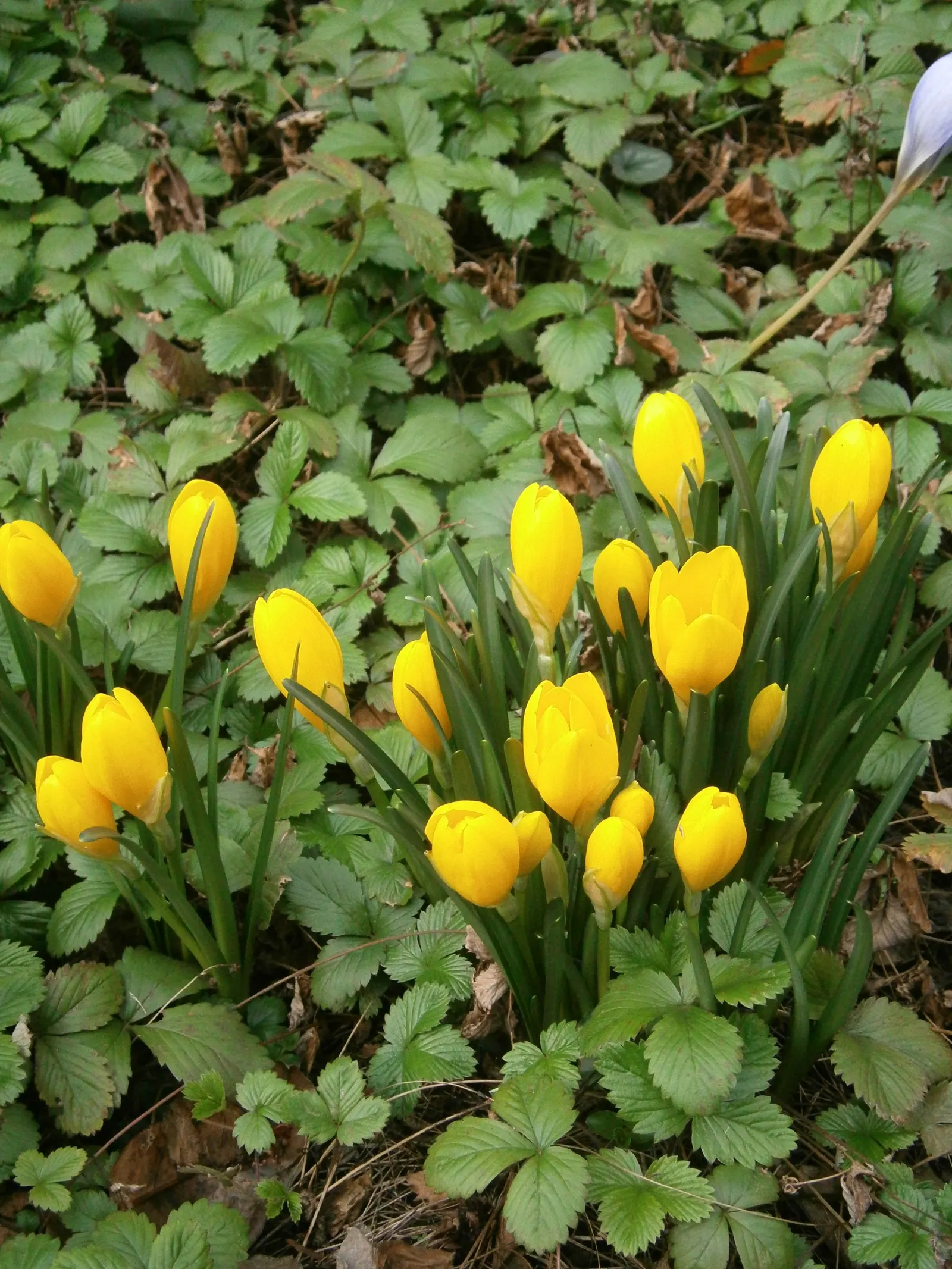 Autumn Daffodil (Sternbergia lutea) — making it an excellent low-maintenance choice for water-wise landscapes; plant in clusters for a striking autumn display