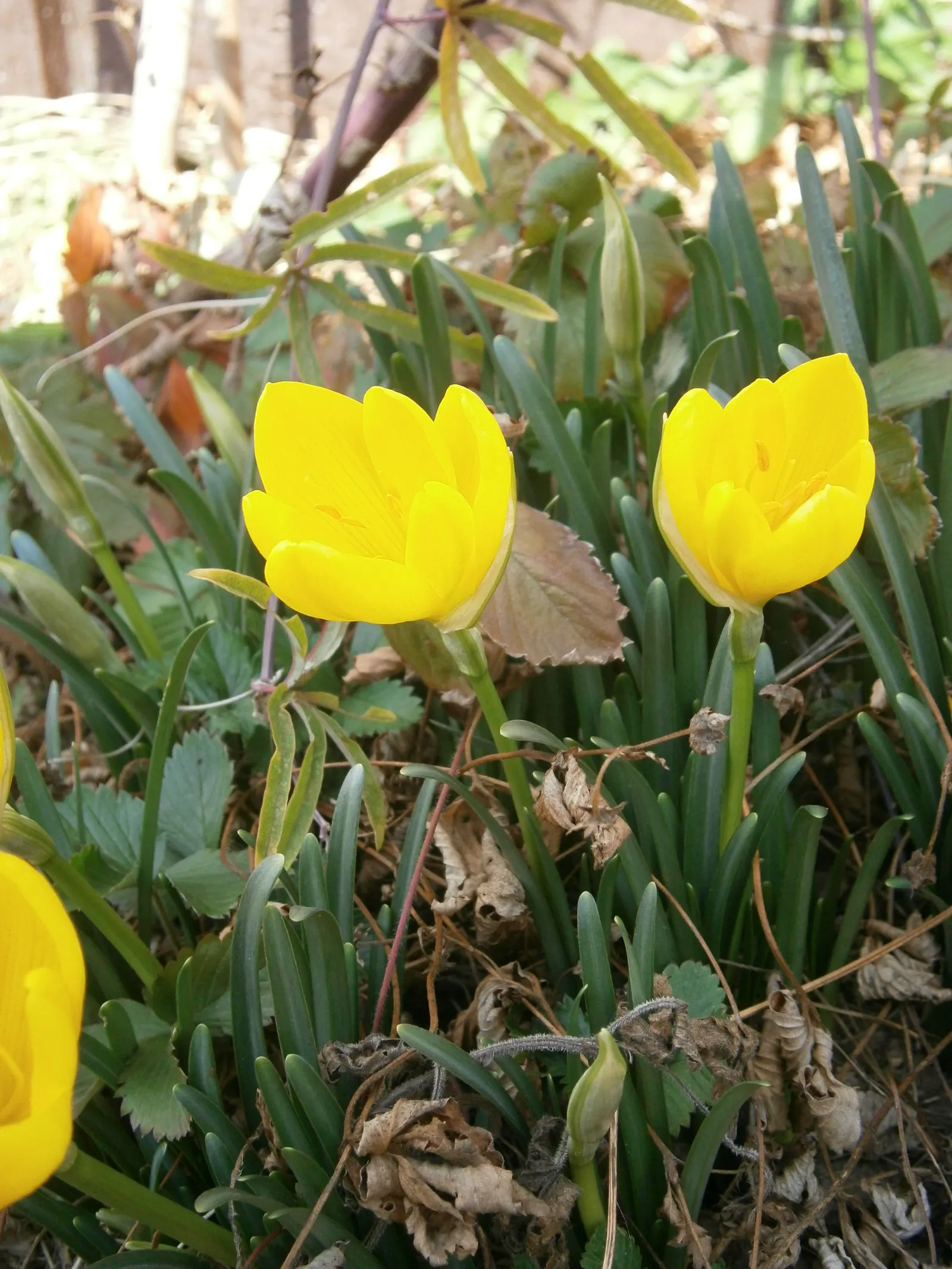 Autumn Daffodil (Sternbergia lutea) — Its drought tolerance and deer resistance make it an excellent choice for low-maintenance landscapes; bulb for full or