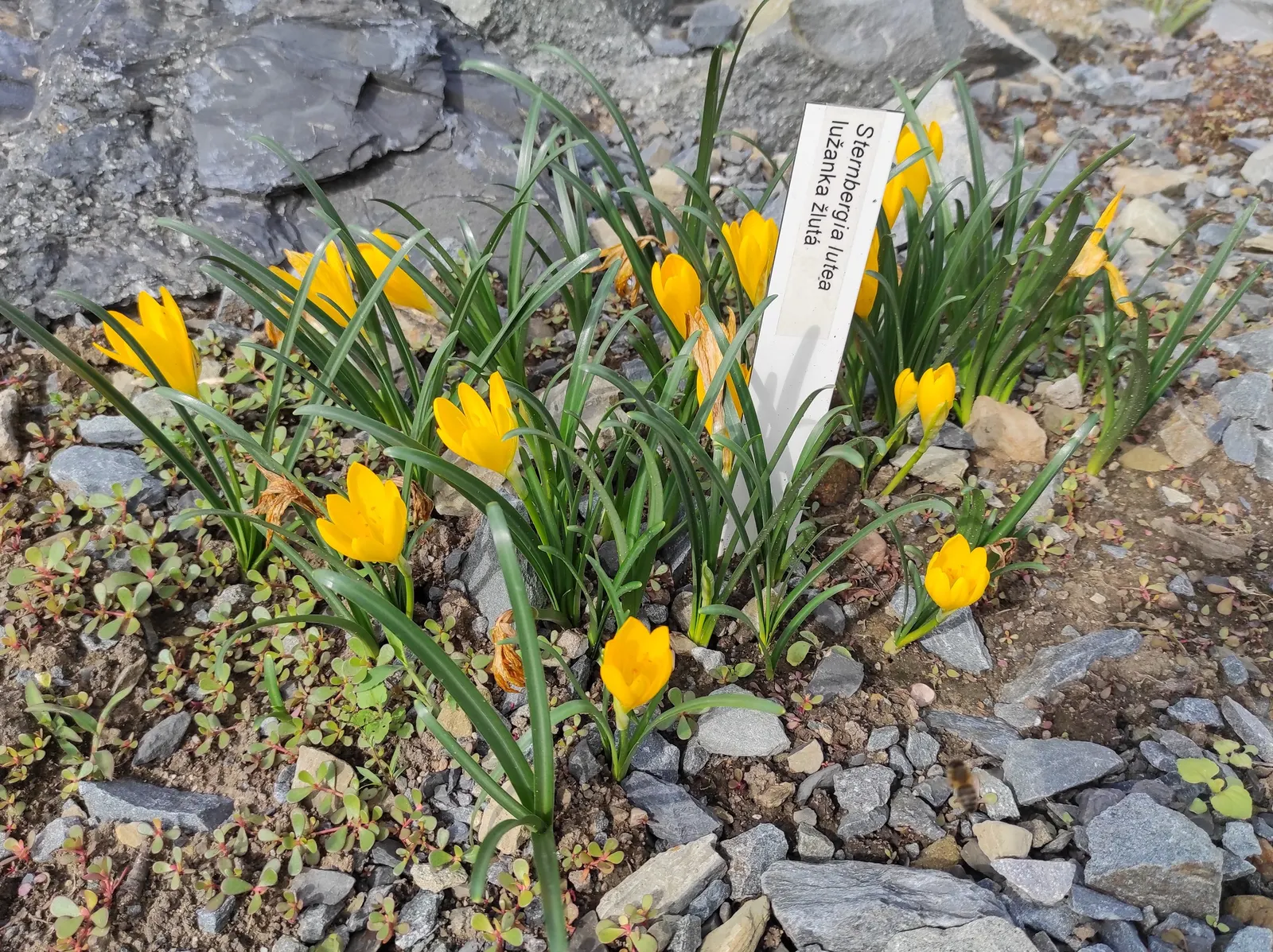 Autumn Daffodil (Sternbergia lutea) — Its drought tolerance and deer resistance make it an excellent choice for low-maintenance landscapes; bulb, image 54