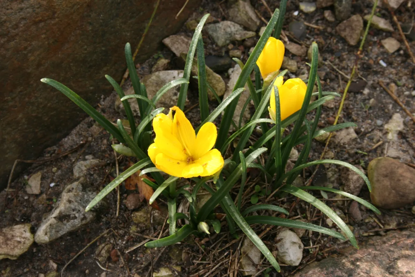 Autumn Daffodil (Sternbergia lutea) — The cheerful yellow flowers also have the added benefit of attracting pollinators, supporting local ecosystems