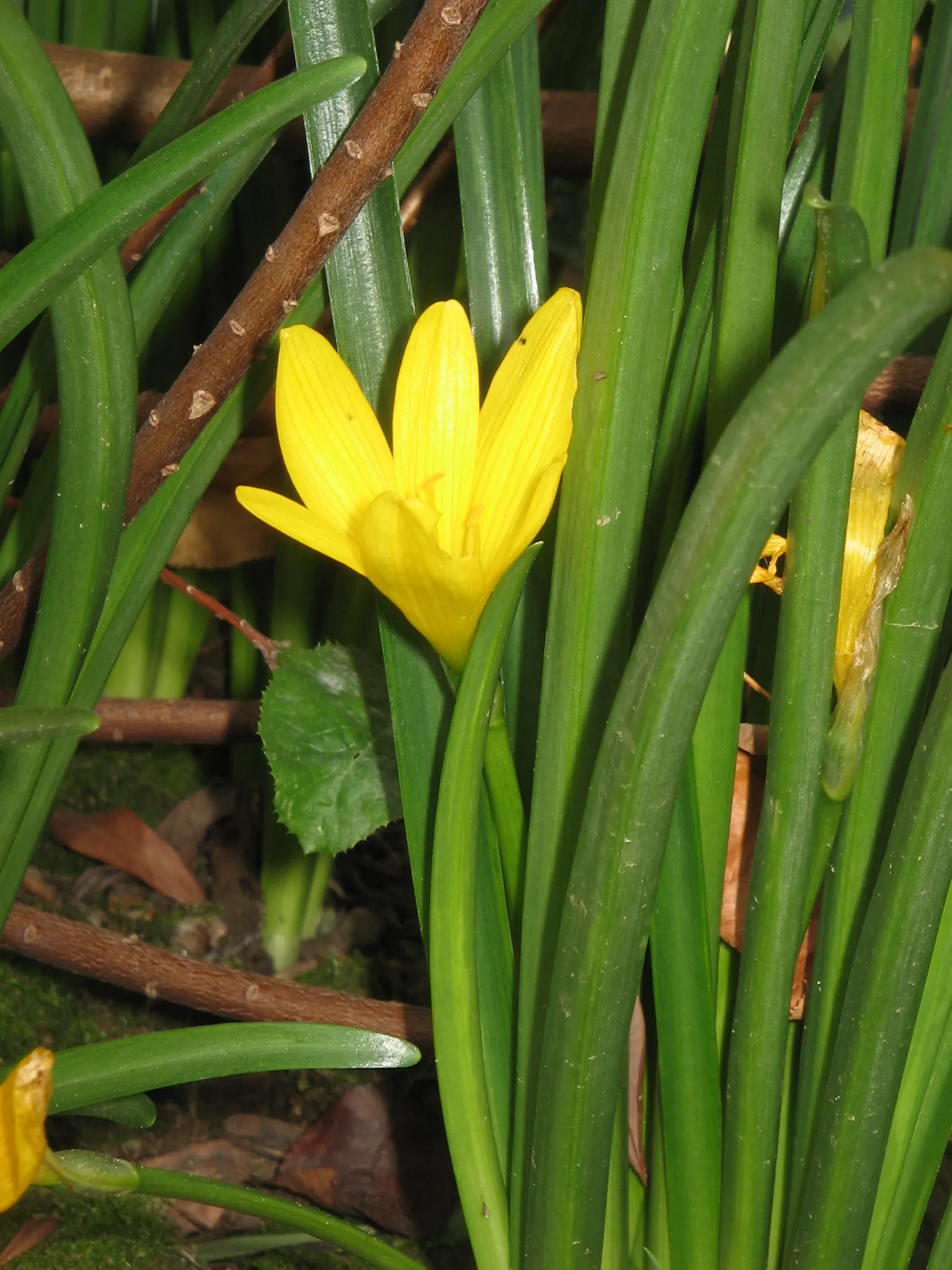 Autumn Daffodil (Sternbergia lutea) — The flower's corona measures about 1 to 1.5 inches across