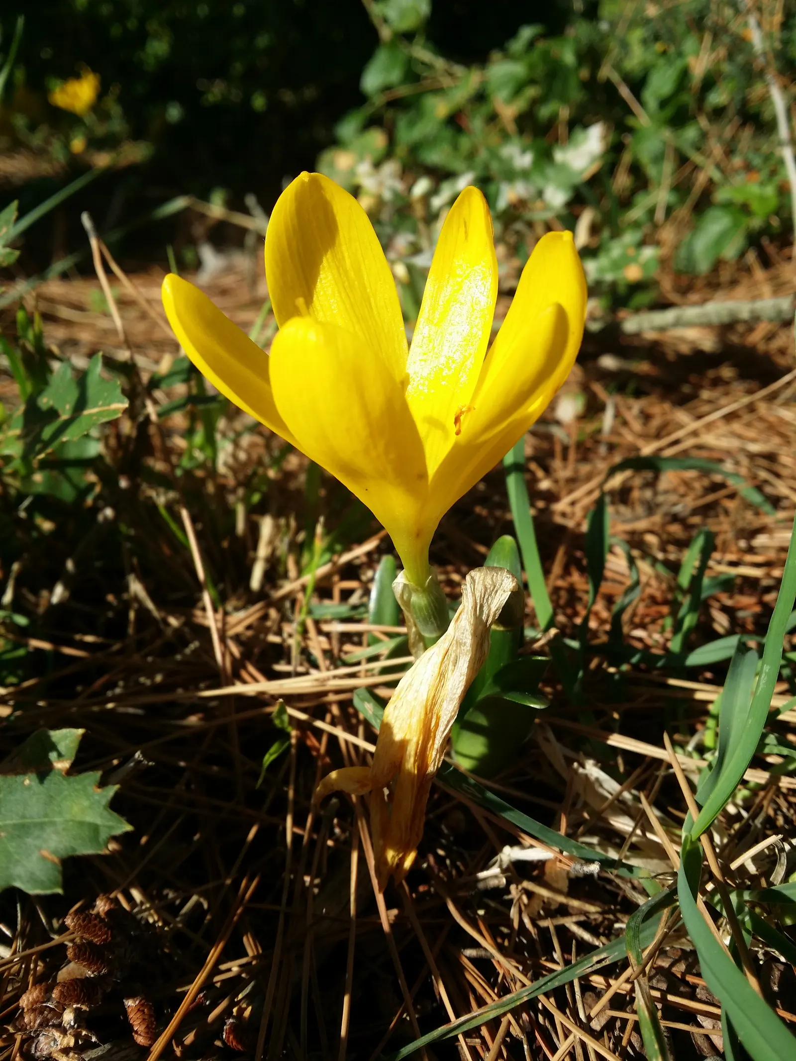 Autumn Daffodil (Sternbergia lutea) — It's especially effective when planted in clusters or drifts