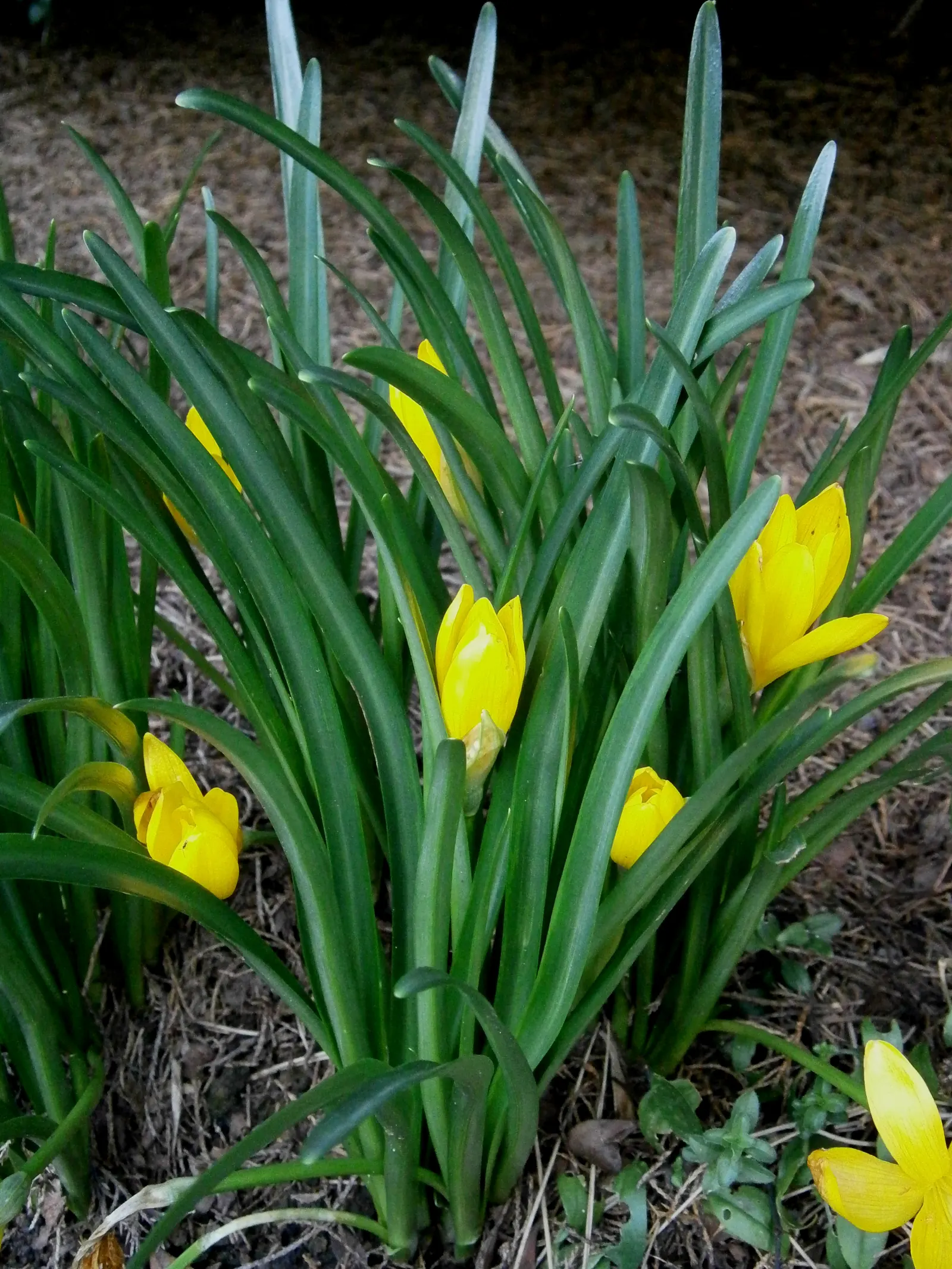 Autumn Daffodil (Sternbergia lutea) — borne on stems approximately 4 to 6 inches tall