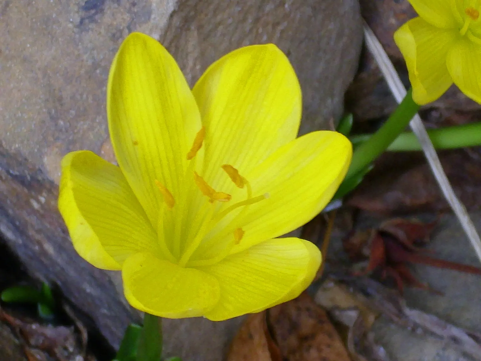 Autumn Daffodil (Sternbergia lutea) — Plant in clusters for a striking autumn display