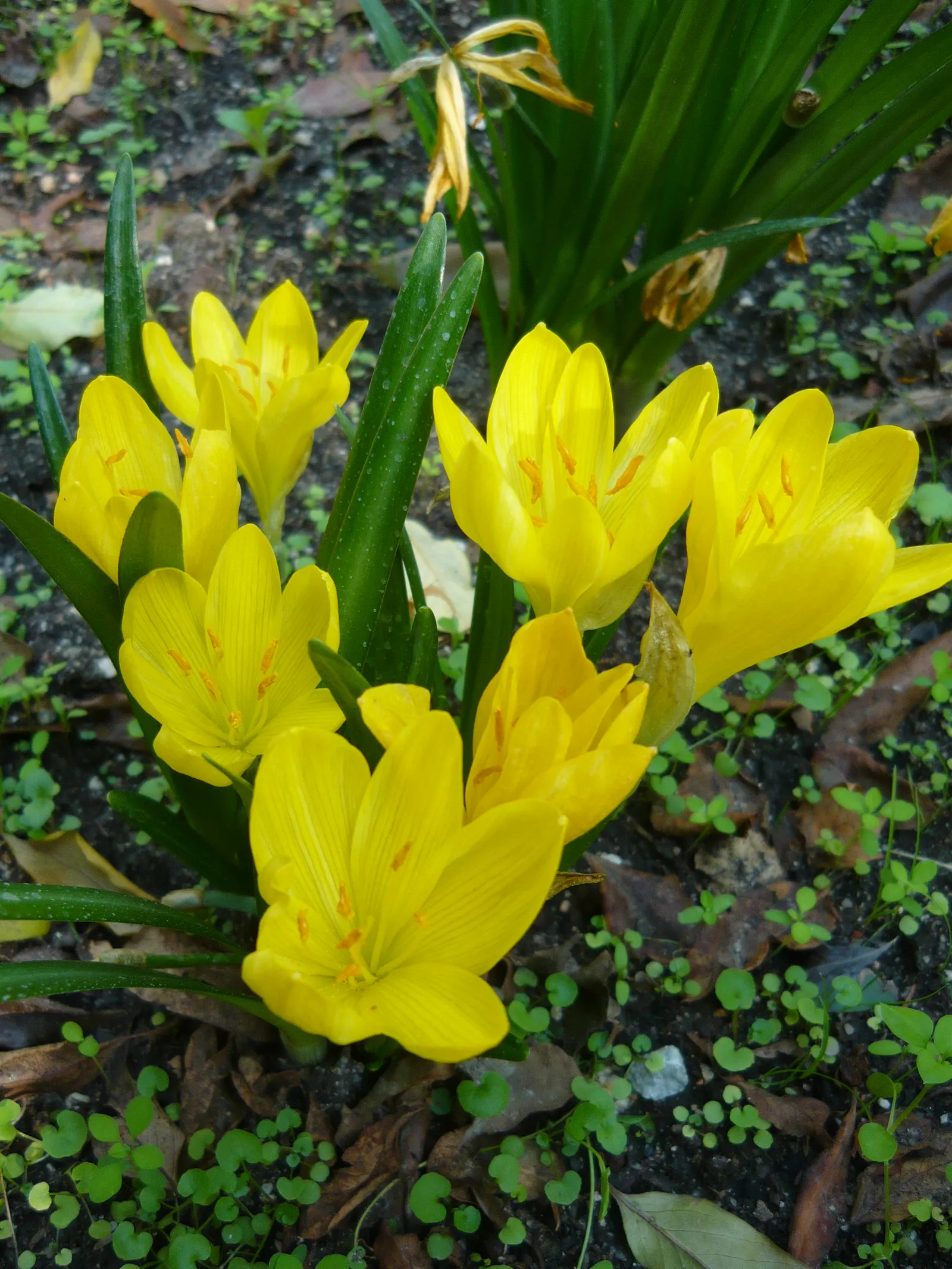 Autumn Daffodil (Sternbergia lutea) — bulb with yellow blooms