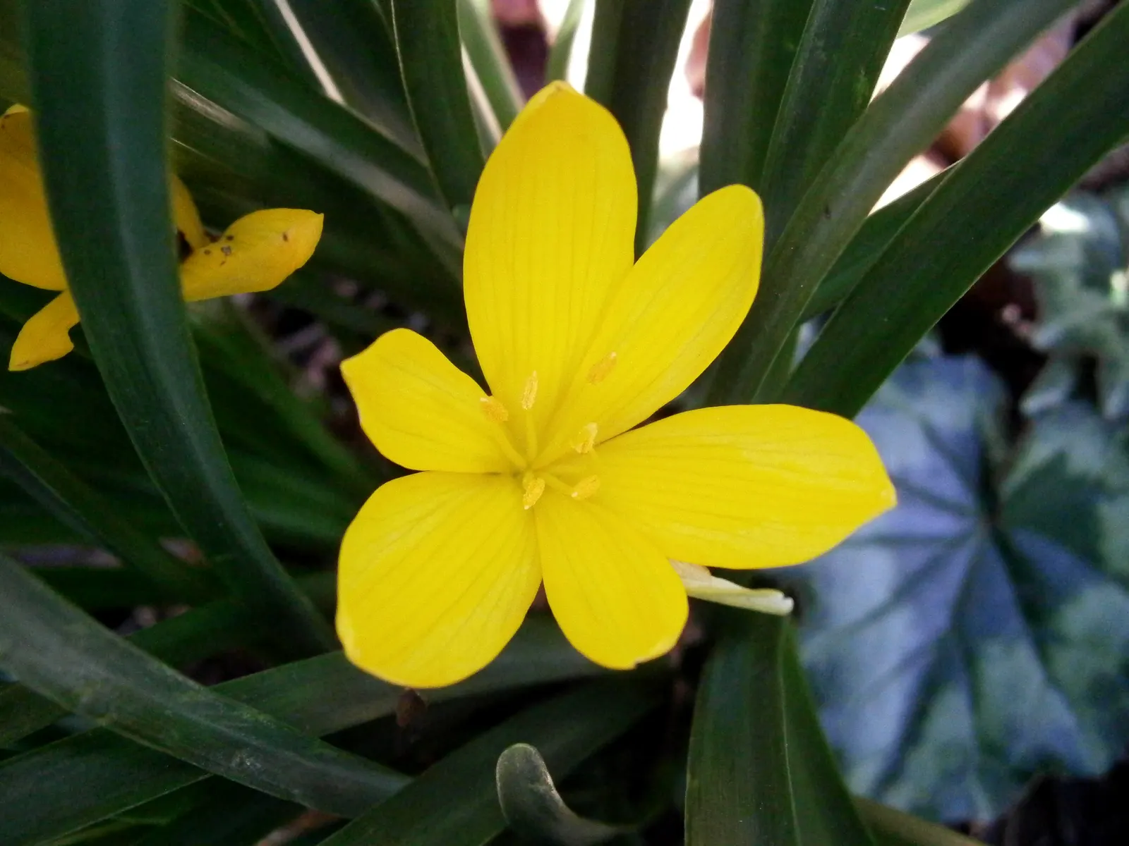 Autumn Daffodil (Sternbergia lutea) — this hardy plant is a member of the Amaryllidaceae family