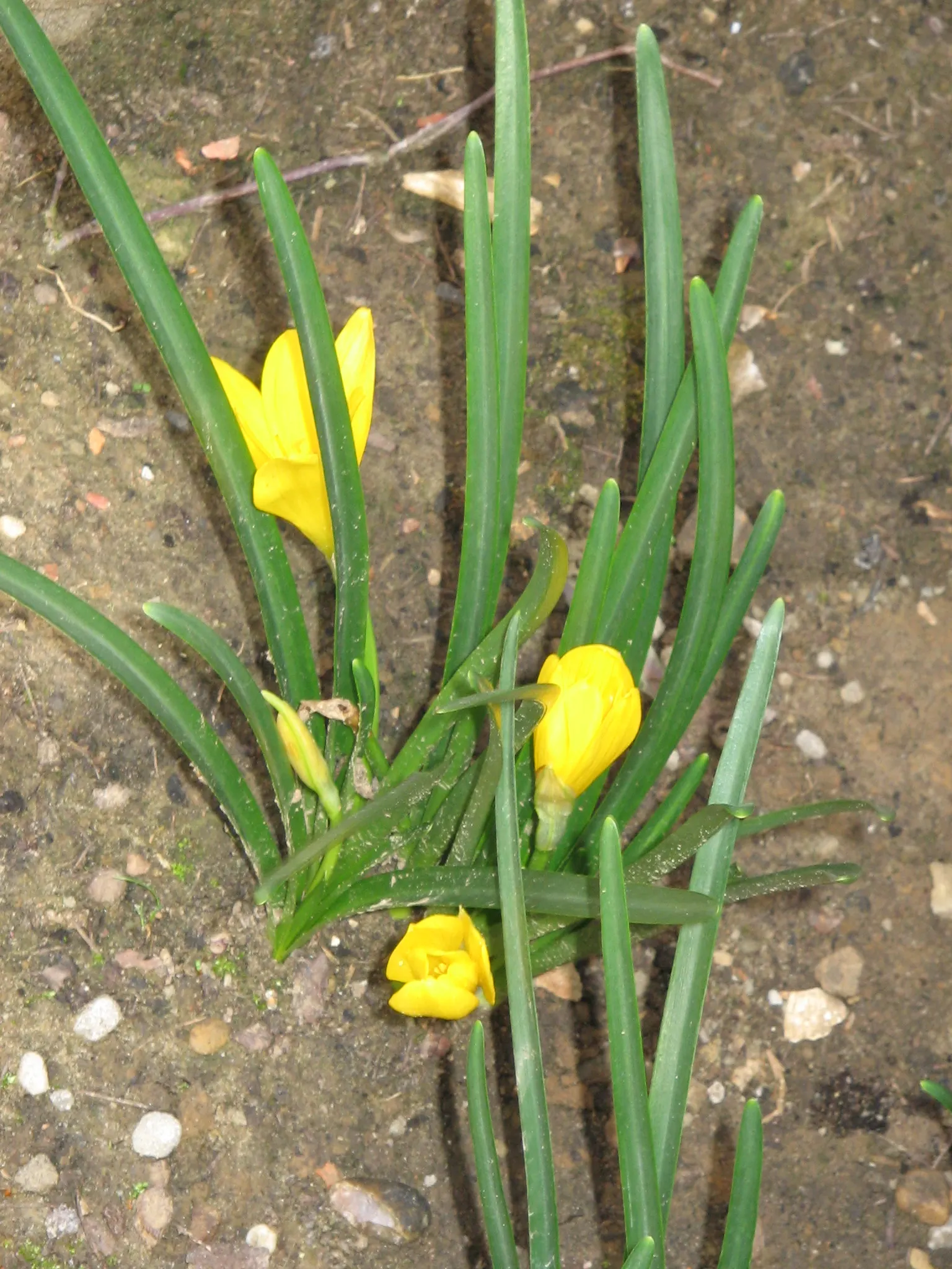 Autumn Daffodil (Sternbergia lutea) — Hailing from the Mediterranean to Southwest Asia