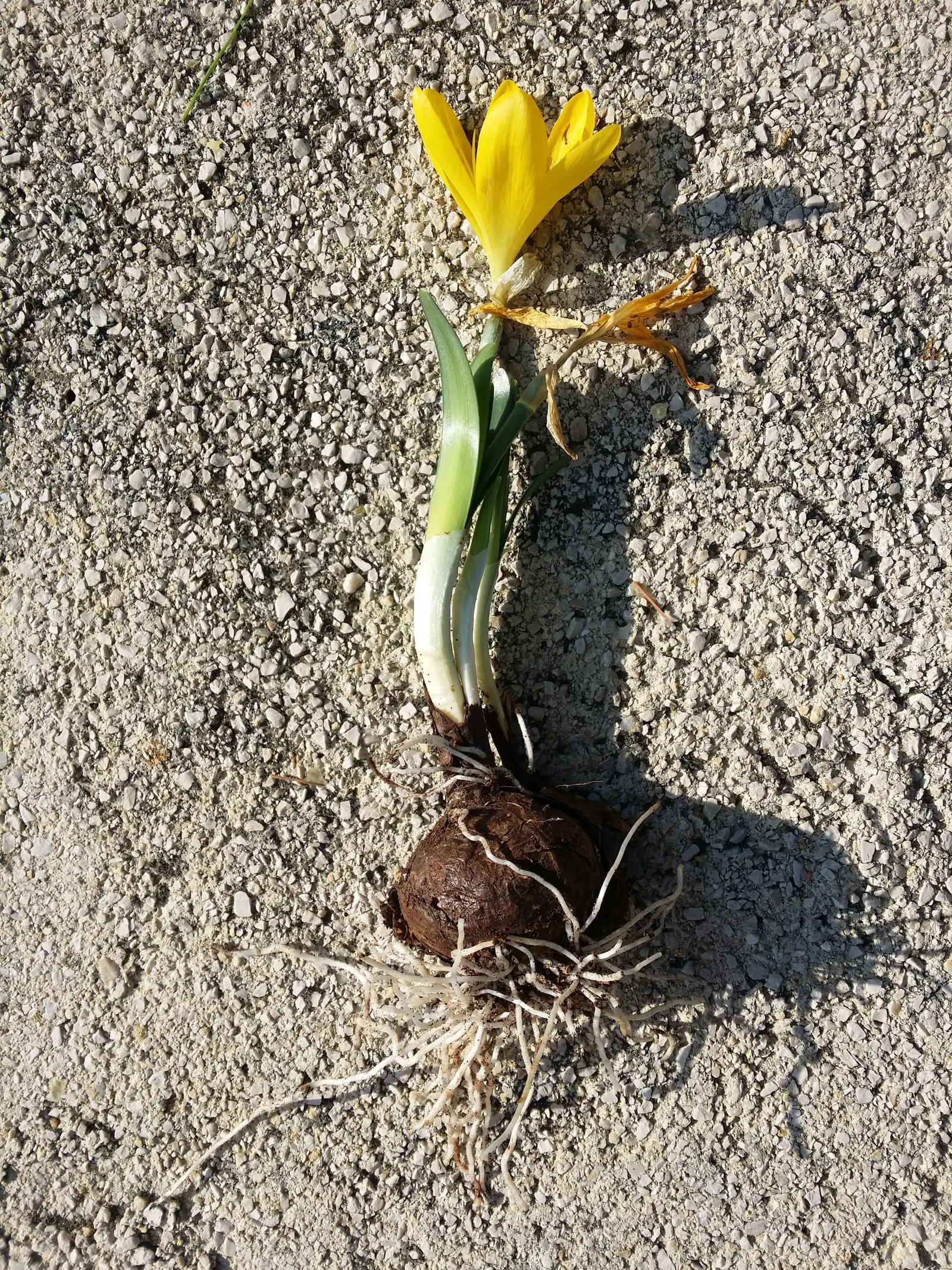 Autumn Daffodil (Sternbergia lutea) — closely related to true daffodils and amaryllis.<br><br>Sternbergia lutea is celebrated for its vibrant, image 59