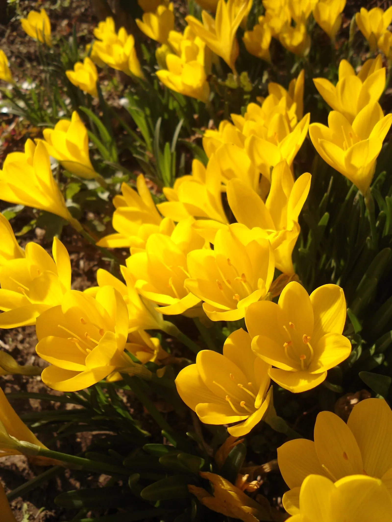 Autumn Daffodil (Sternbergia lutea) — typically from September to November