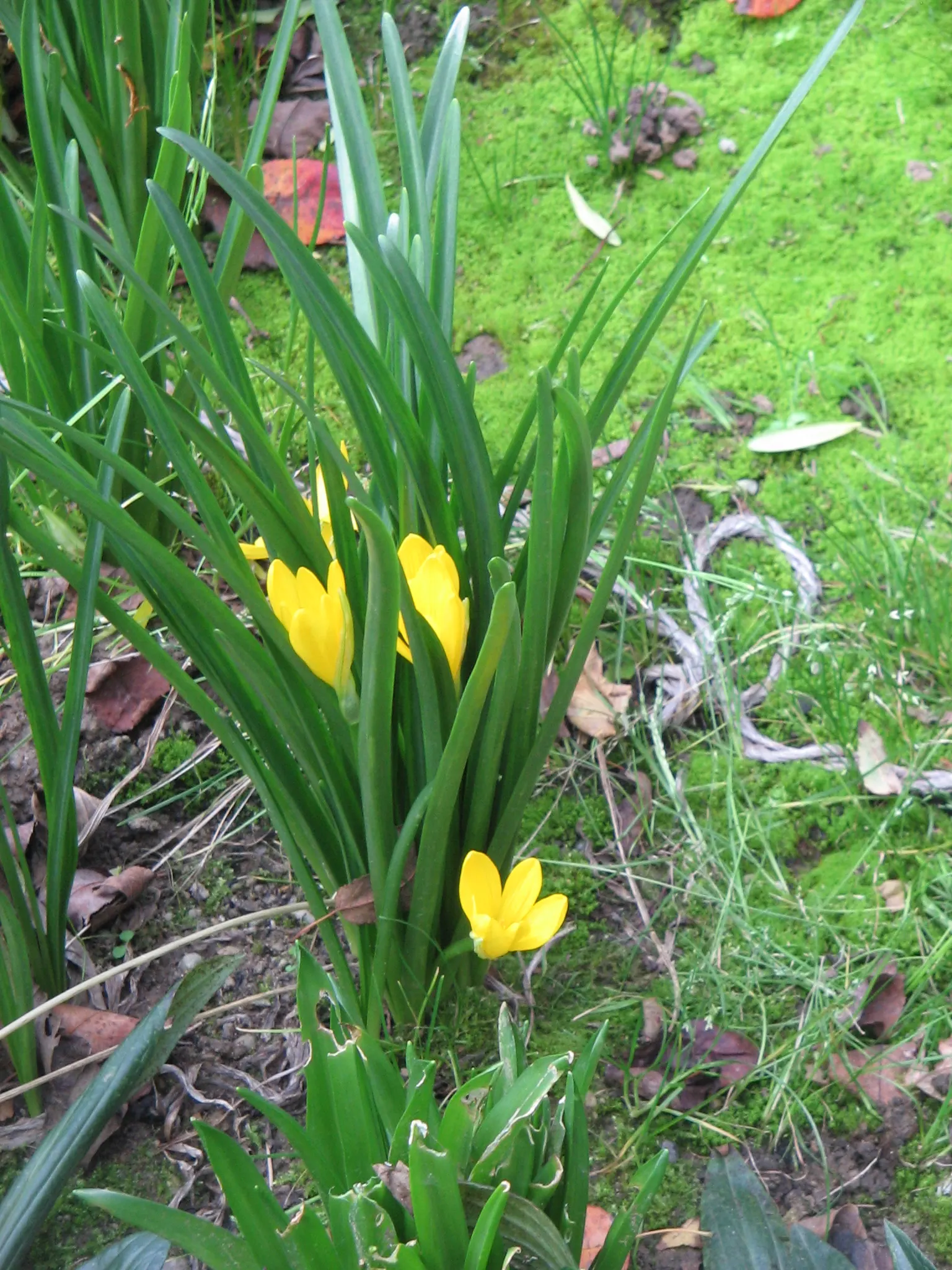 Autumn Daffodil (Sternbergia lutea) — that resemble miniature suns at ground level