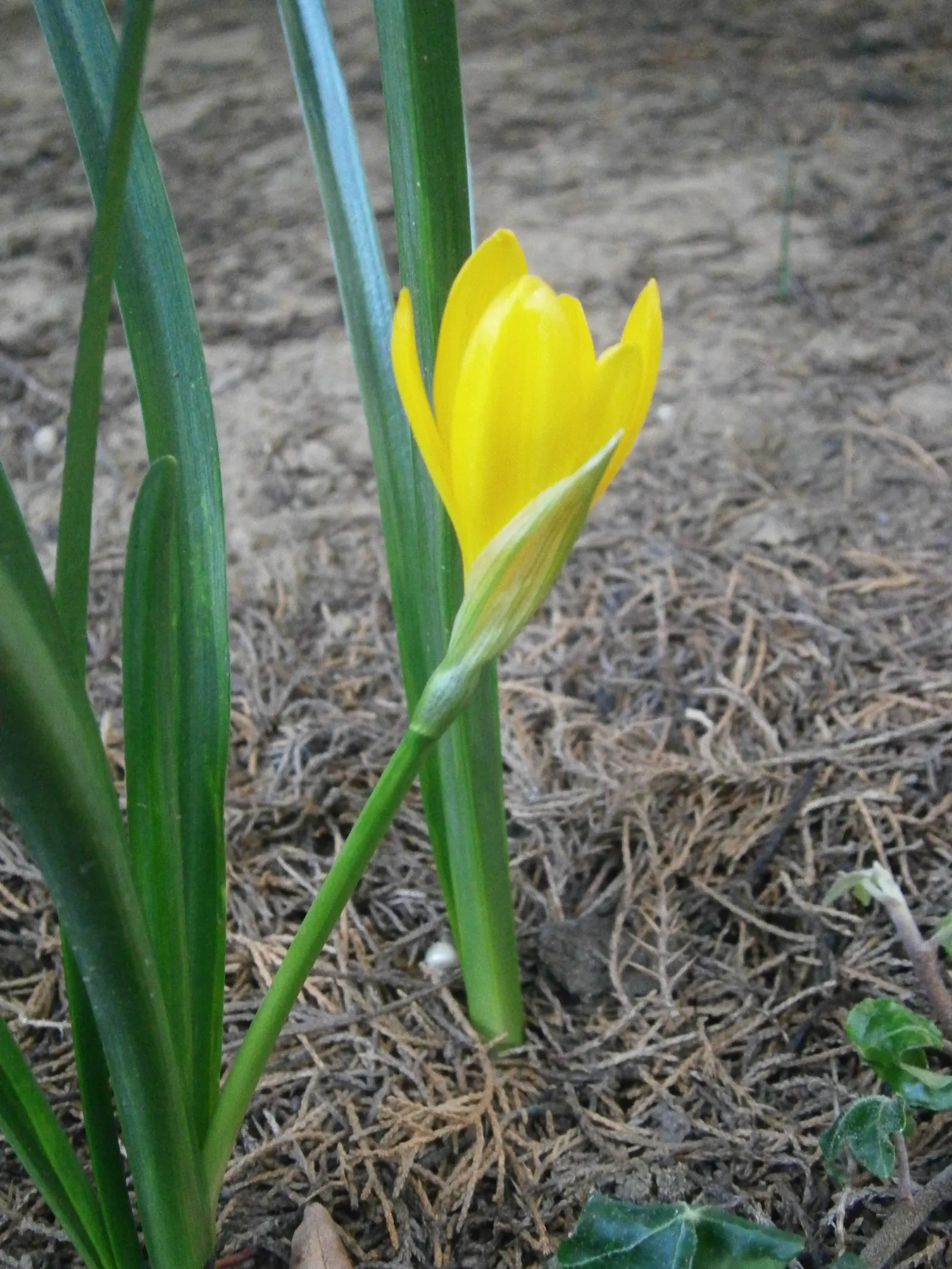 Autumn Daffodil (Sternbergia lutea) — yellow flowers in the garden; this hardy plant is a member of the Amaryllidaceae family