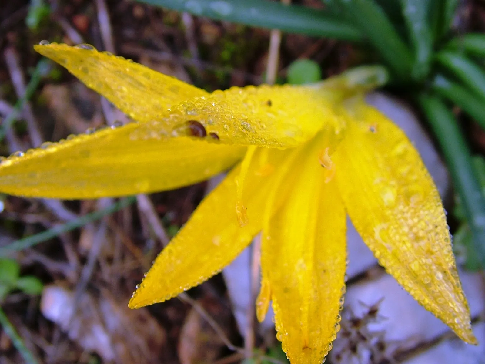 Autumn Daffodil (Sternbergia lutea) — creating bold sweeps of yellow that enliven the autumn garden; making it an excellent low-maintenance choice for