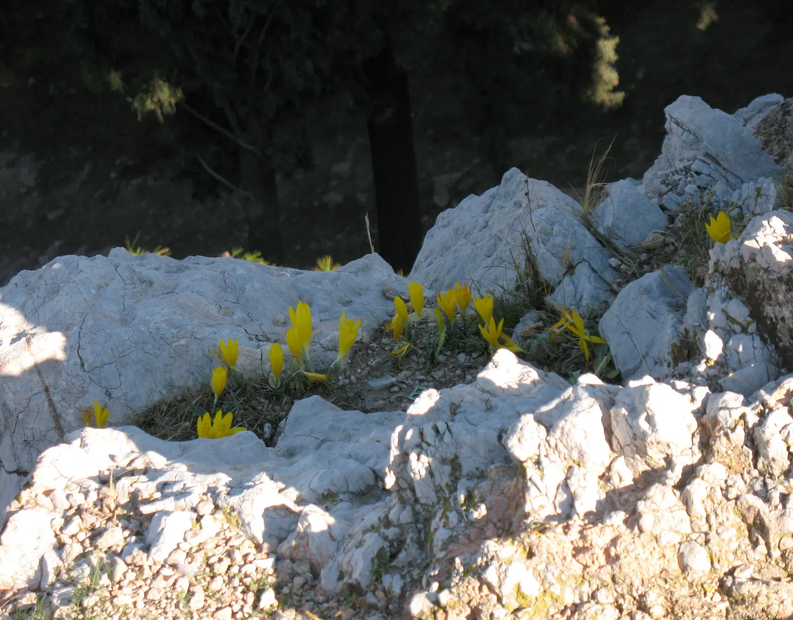Autumn Daffodil (Sternbergia lutea) — borne on stems approximately 4 to 6 inches tall; scientifically known as Sternbergia lutea
