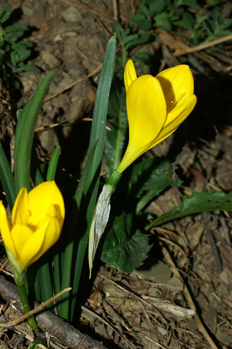 Autumn Daffodil (Sternbergia lutea) — encapsulating its warm hues.<br><br>The foliage of Autumn Daffodil is slender and strap-shaped; flourishing in USDA zones