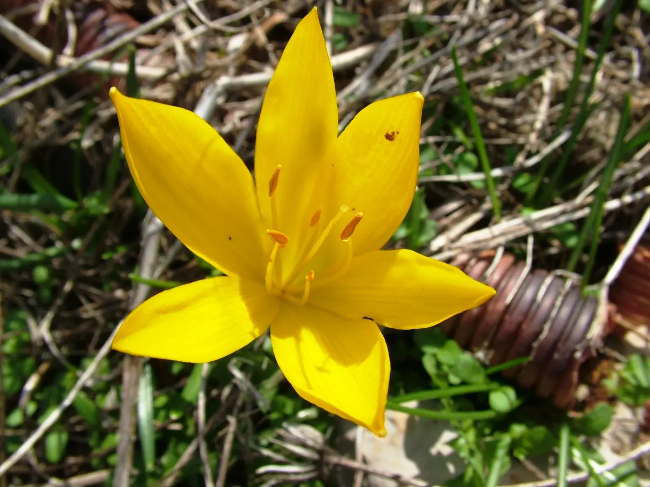 Autumn Daffodil (Sternbergia lutea) — bulb for full or half; the cheerful yellow flowers also have the added benefit of attracting pollinators, supporting