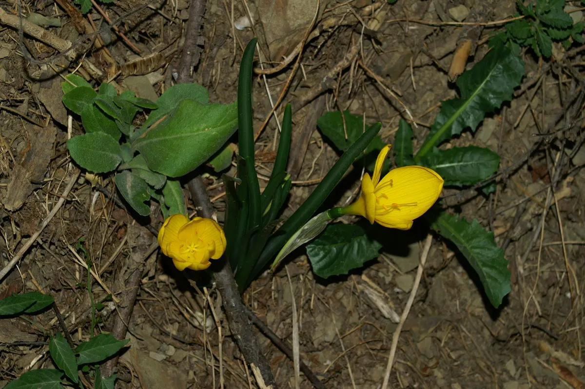 Autumn Daffodil (Sternbergia lutea) — that resemble miniature suns at ground level, image 63