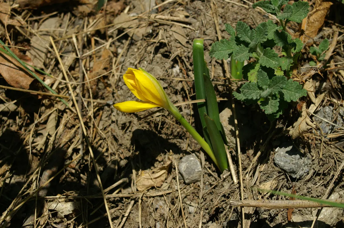 Autumn Daffodil (Sternbergia lutea) — Flourishing in USDA zones 7-9, it thrives in well-drained soil and full sun; each bulb produces one or two, image 52