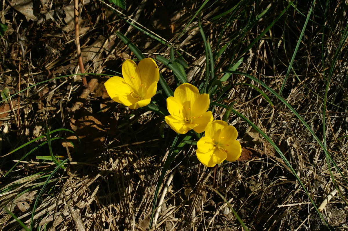 Autumn Daffodil (Sternbergia lutea) — borne on stems approximately 4 to 6 inches tall; scientifically known as Sternbergia lutea, image 62