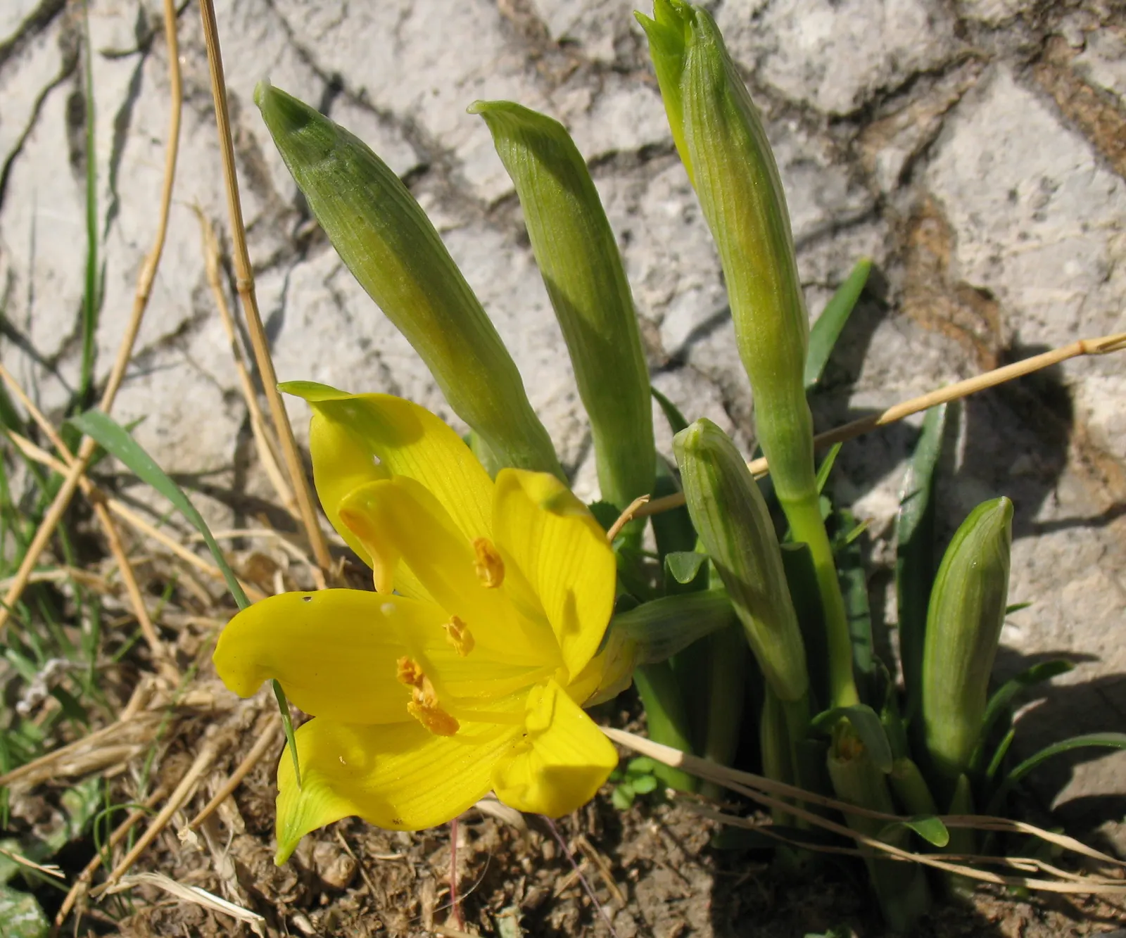 Autumn Daffodil (Sternbergia lutea) — Each bulb produces one or two flowers; bulb with yellow blooms
