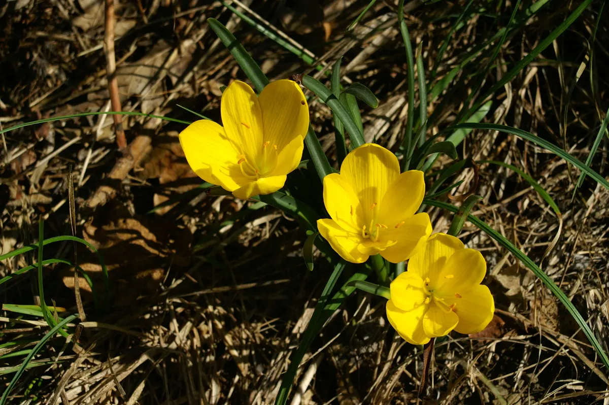 Autumn Daffodil (Sternbergia lutea) — Plant in clusters for a striking autumn display; hailing from the Mediterranean to Southwest Asia, image 55